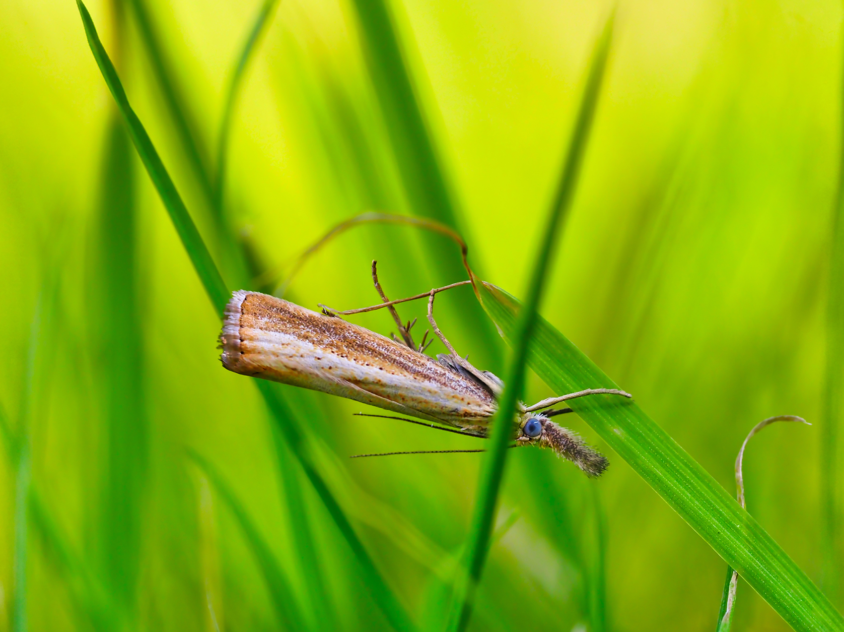 Gestreifter Graszünsler02 (Agriphila tristella)