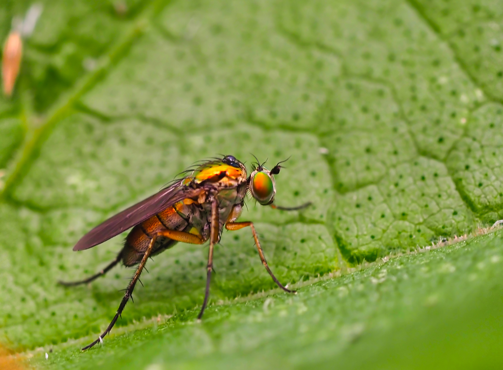 Langbeinfliege (Dolichopus plumipes)