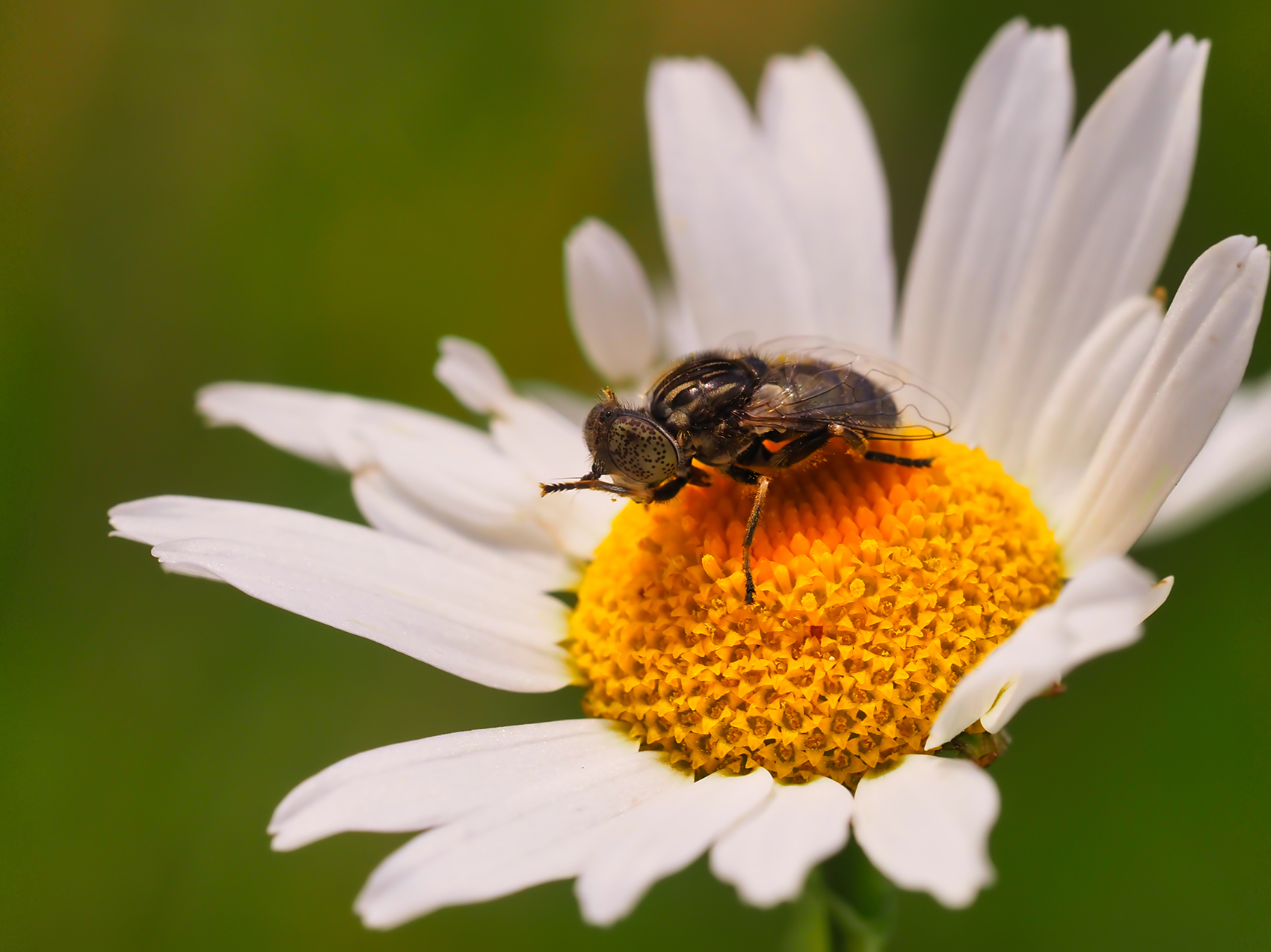 Schwarze Augenfleck-Schwebfliege02 (Eristalinus sepulchralis)