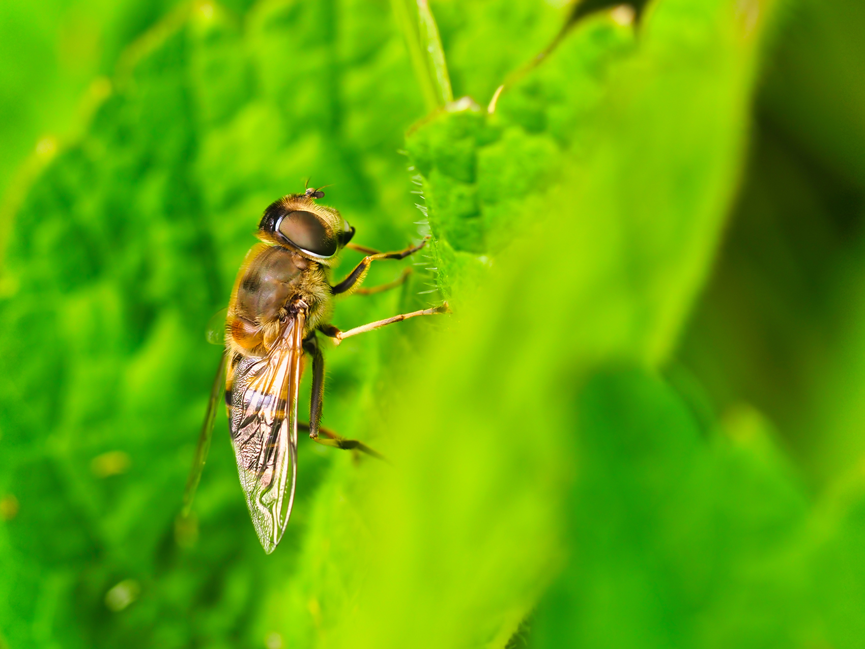 Keilfleck-Schwebfliege (Eristalis lineata)