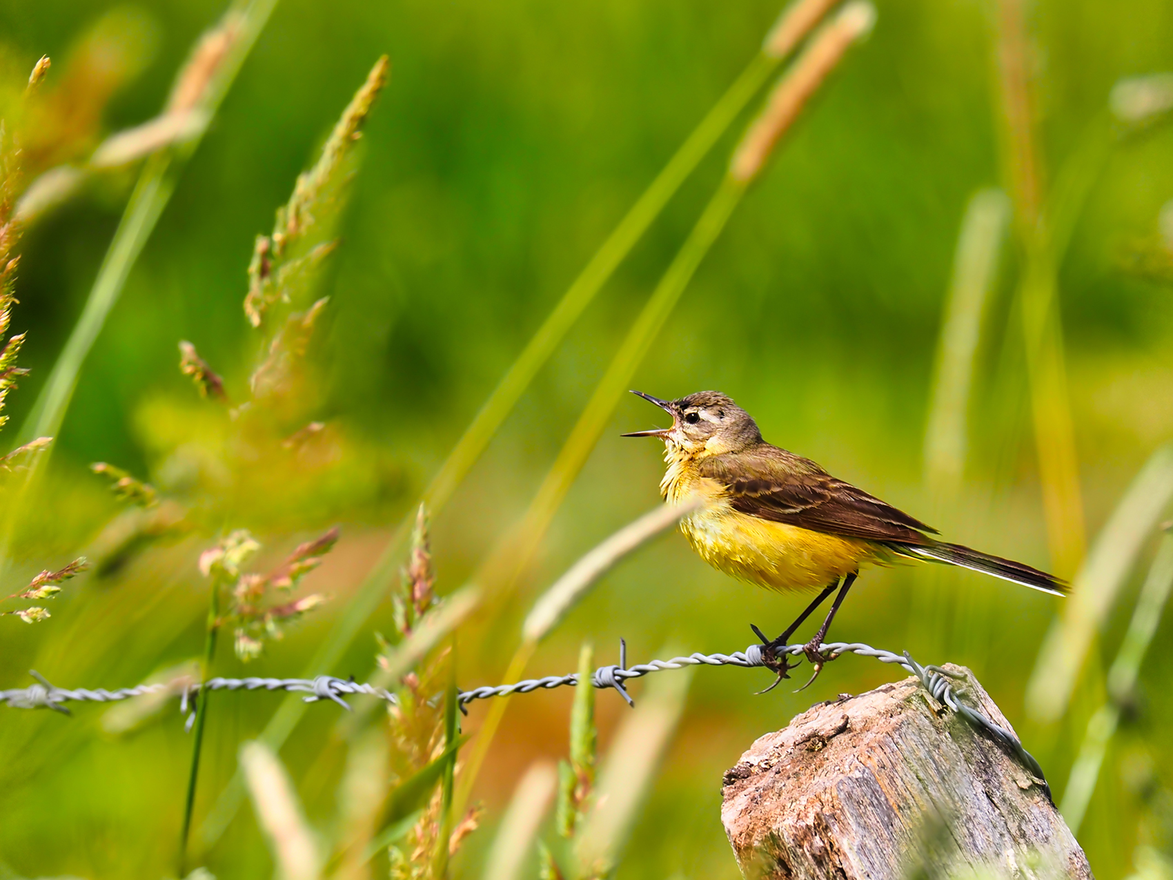 Schafstelze j. (Motacilla flava)