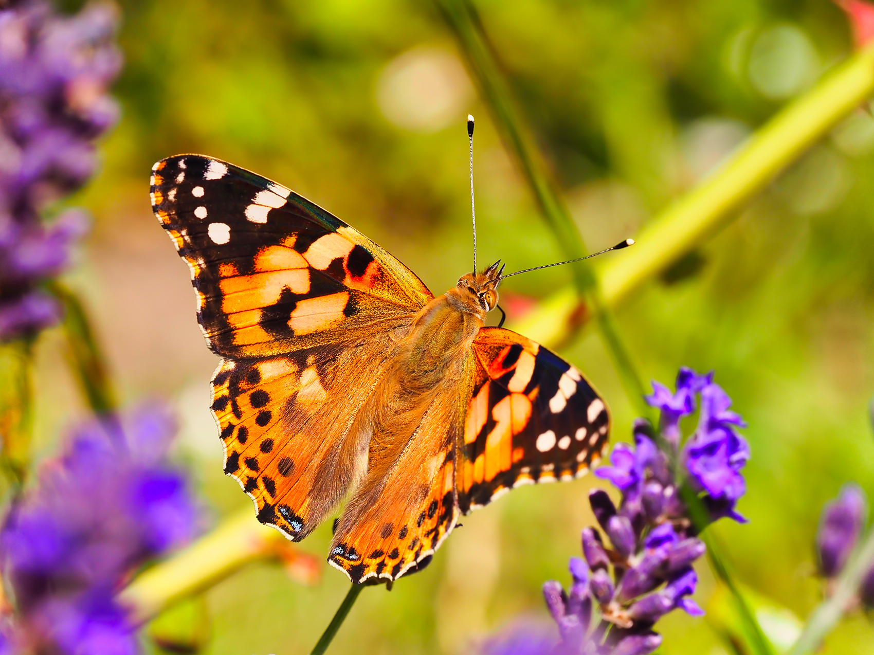 Distelfalter01 (Vanessa cardui)