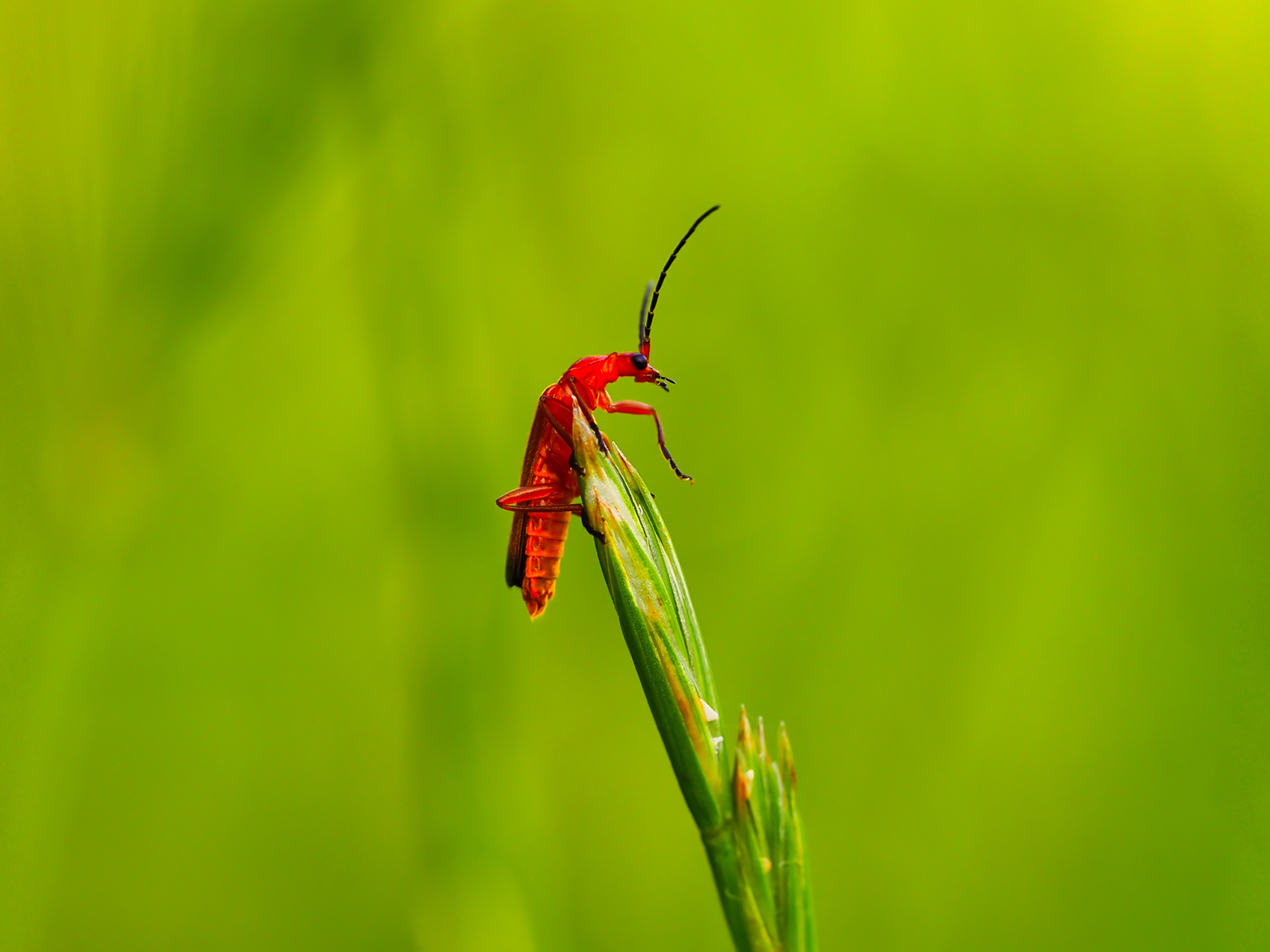 Rotgelber Weichkäfer (Rhagonycha fulva)