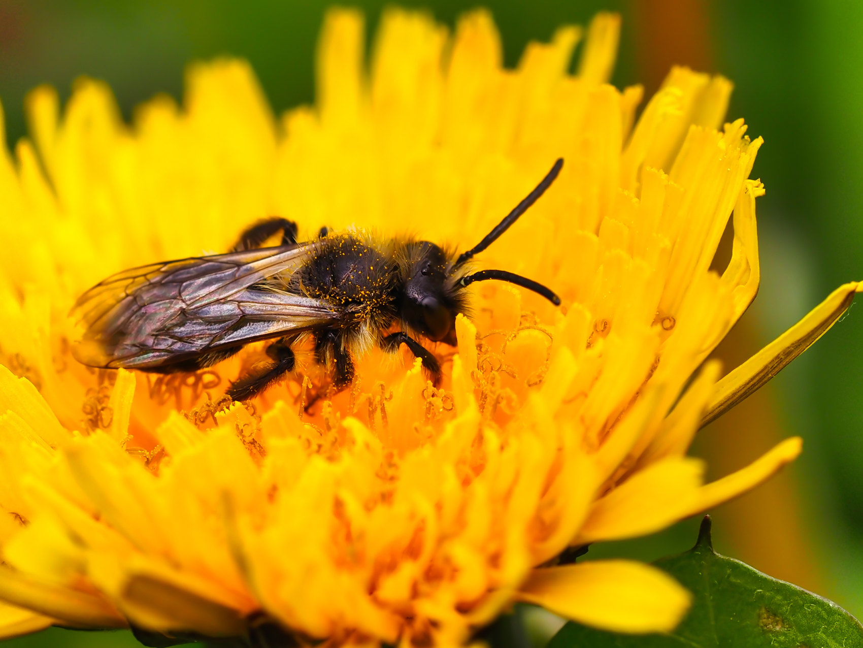 Gewöhnliche Dörnchensandbiene02 (Andrena humilis)