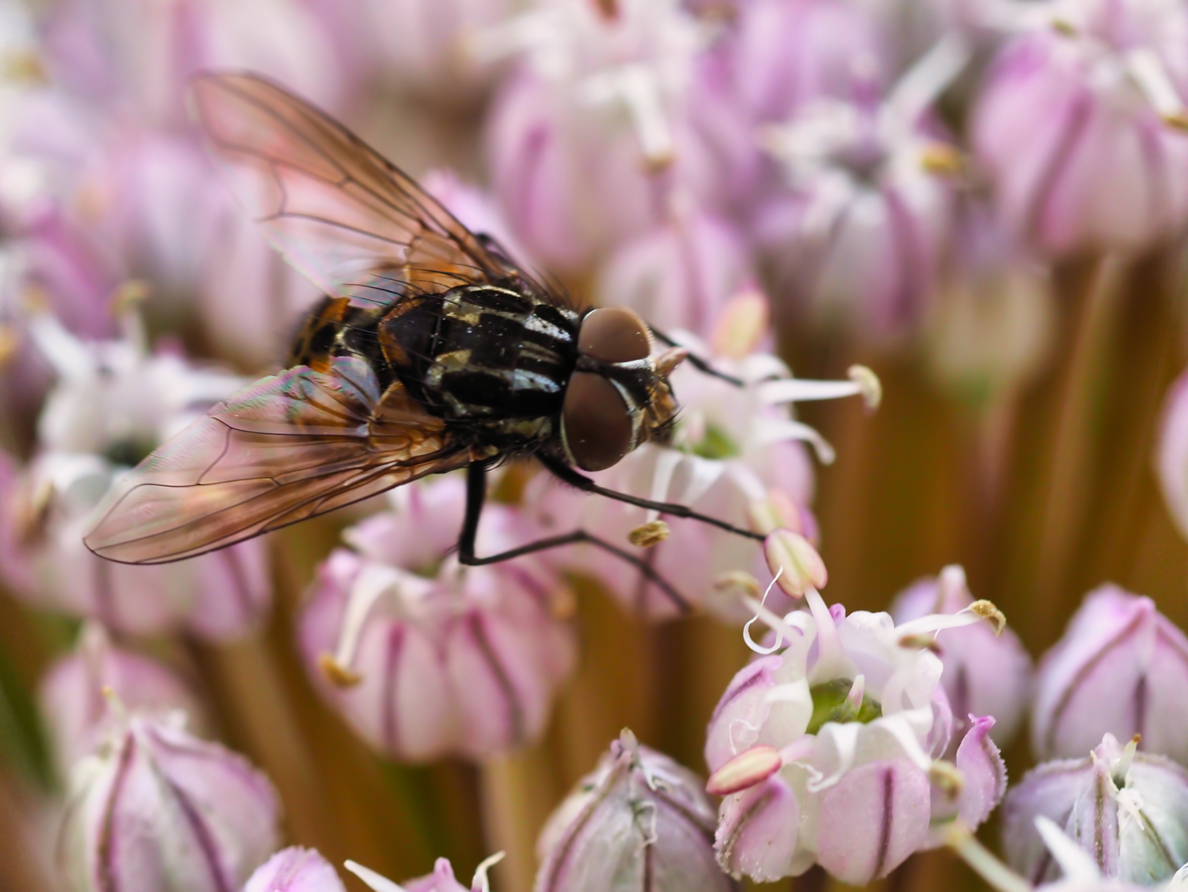 Gefleckte Hausfliege02 (Graphomyia maculata)