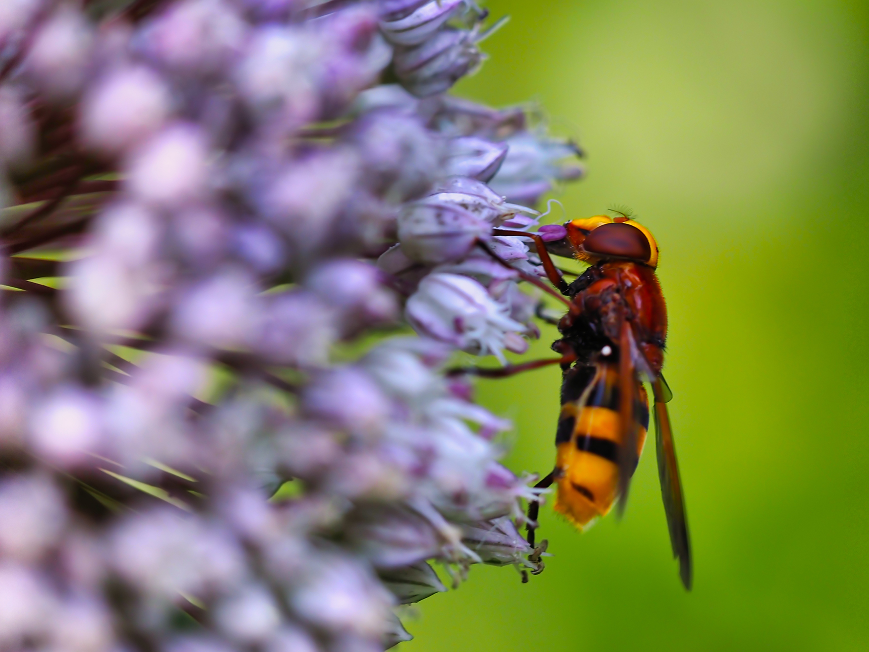 Hornissenschwebfliege02 (Volucella zonaria)