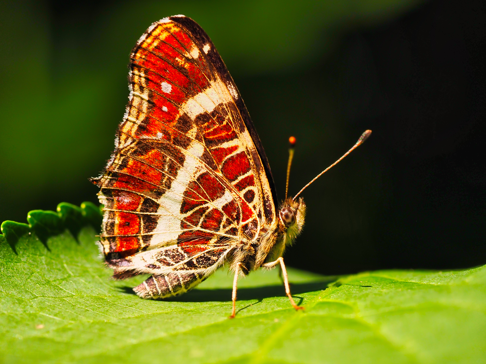 Landkärtchen02 (Araschnia levana)