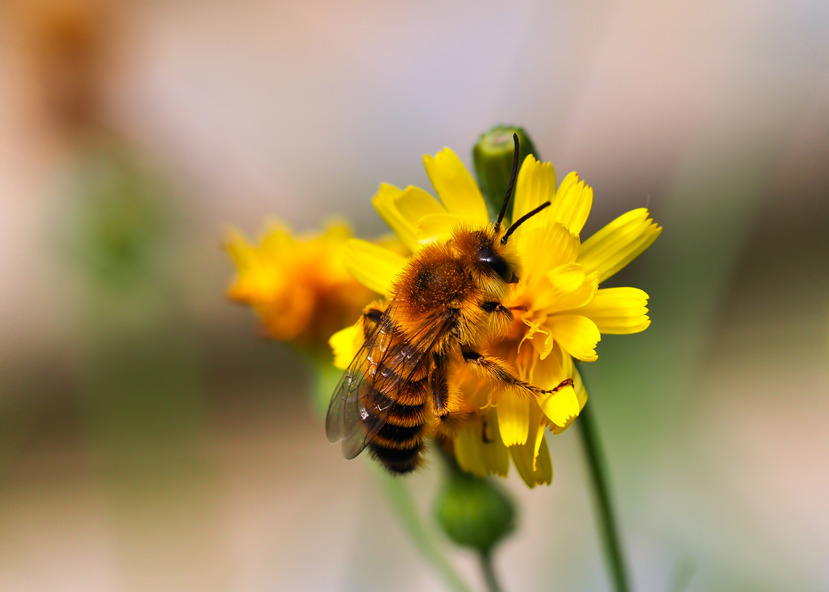 Efeu-Seidenbiene (Colletes hederae)