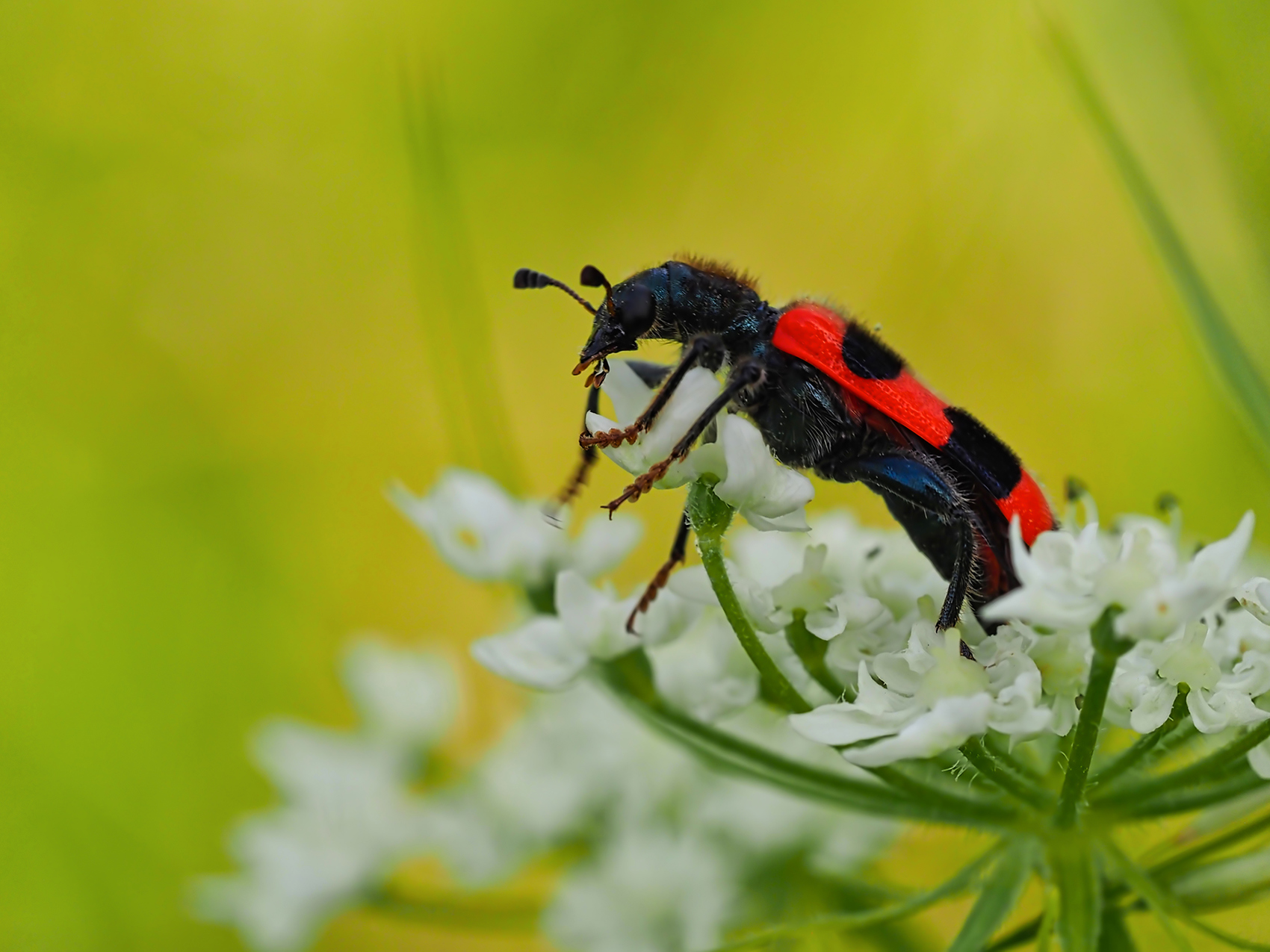 Gemeiner Bienenkäfer (Trichodes apiarius)