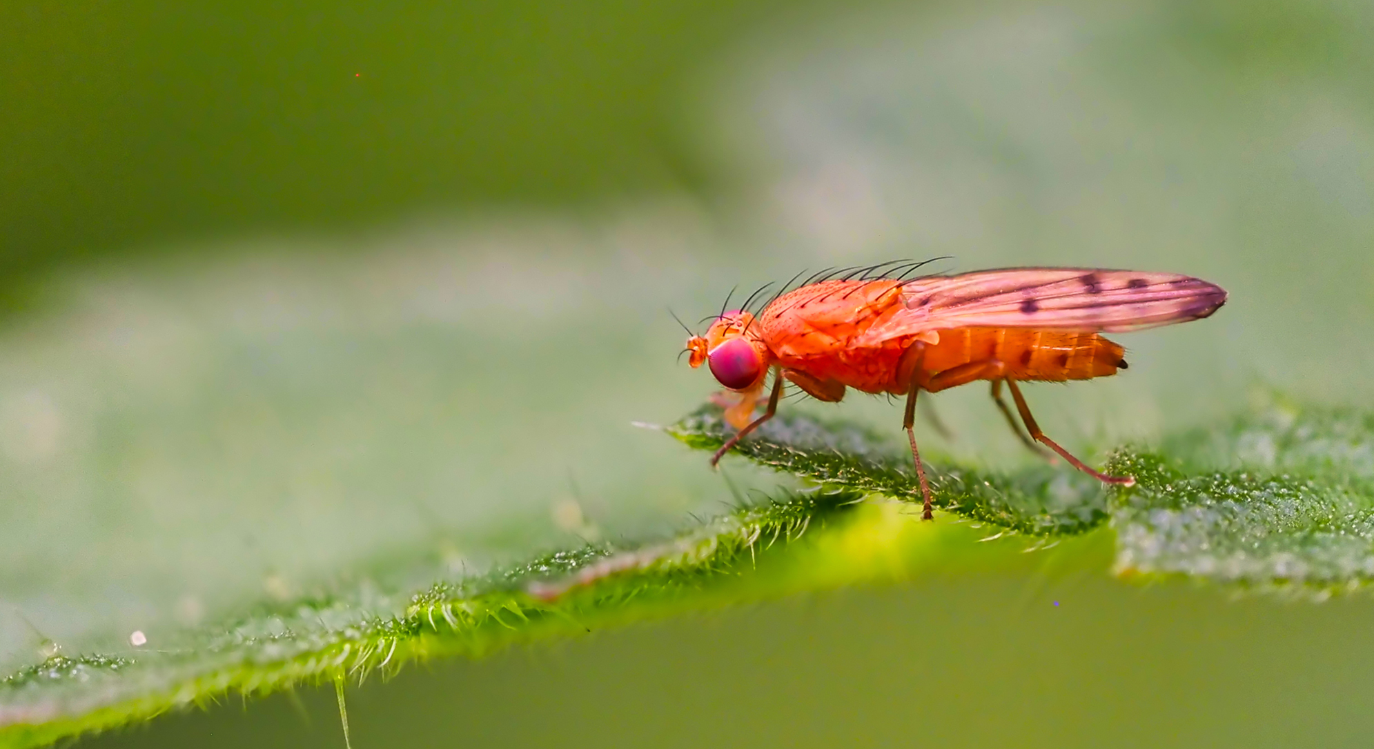 Gelbe Getreidefliege (Opomyza florum)