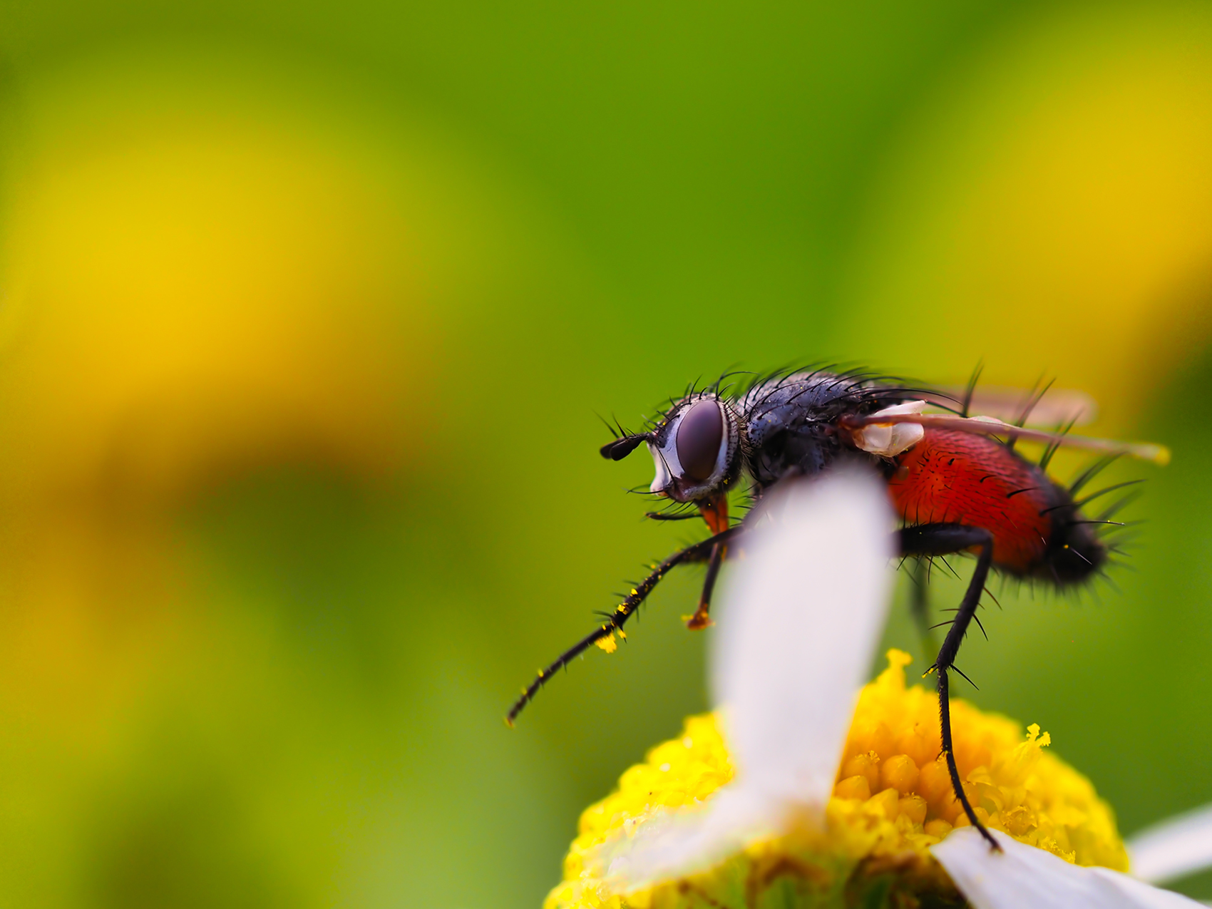 Raupenfliege (Cylindromyia interrupta)