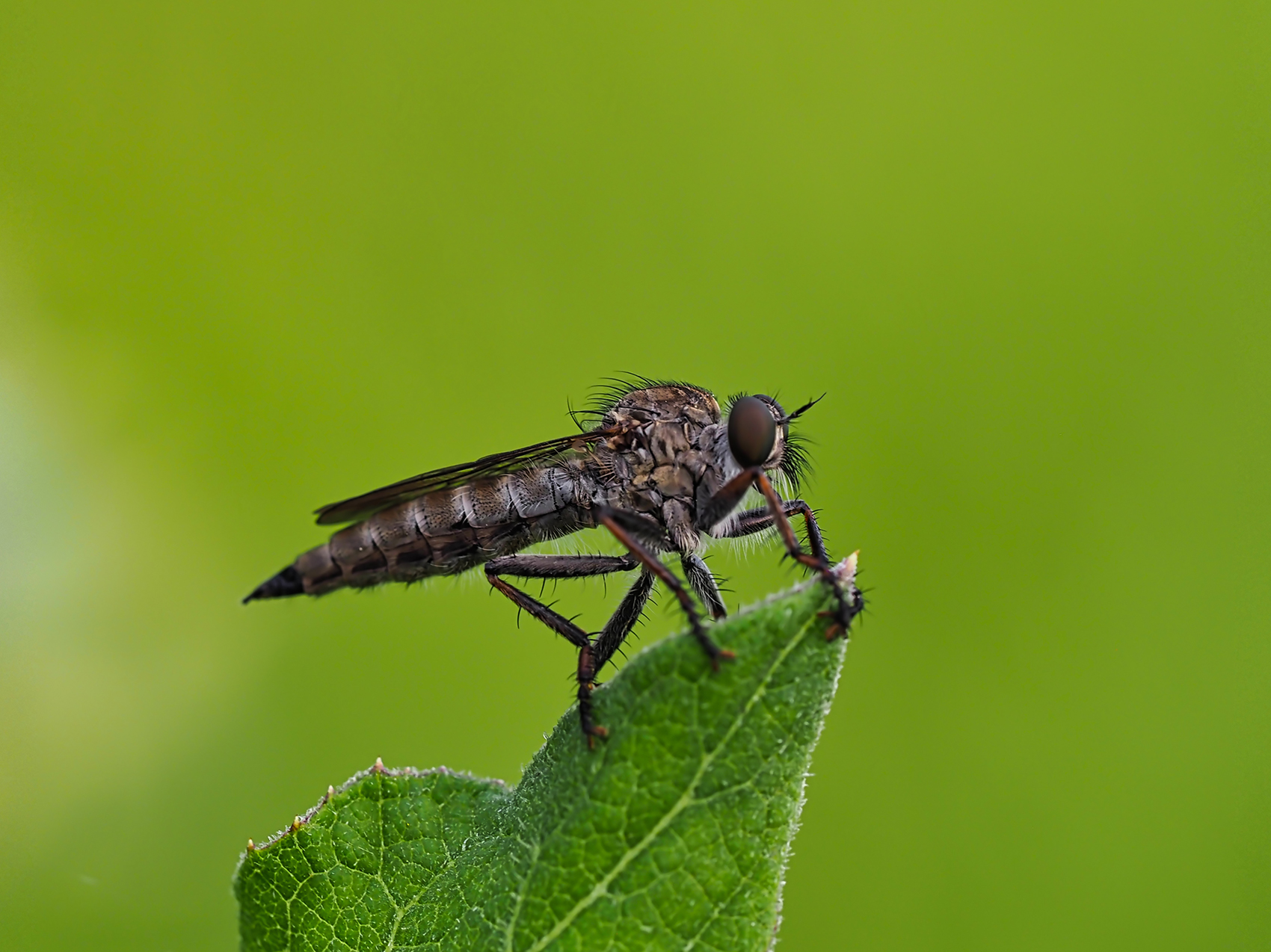 Östliche Raubfliege (Machimus gonatistes)