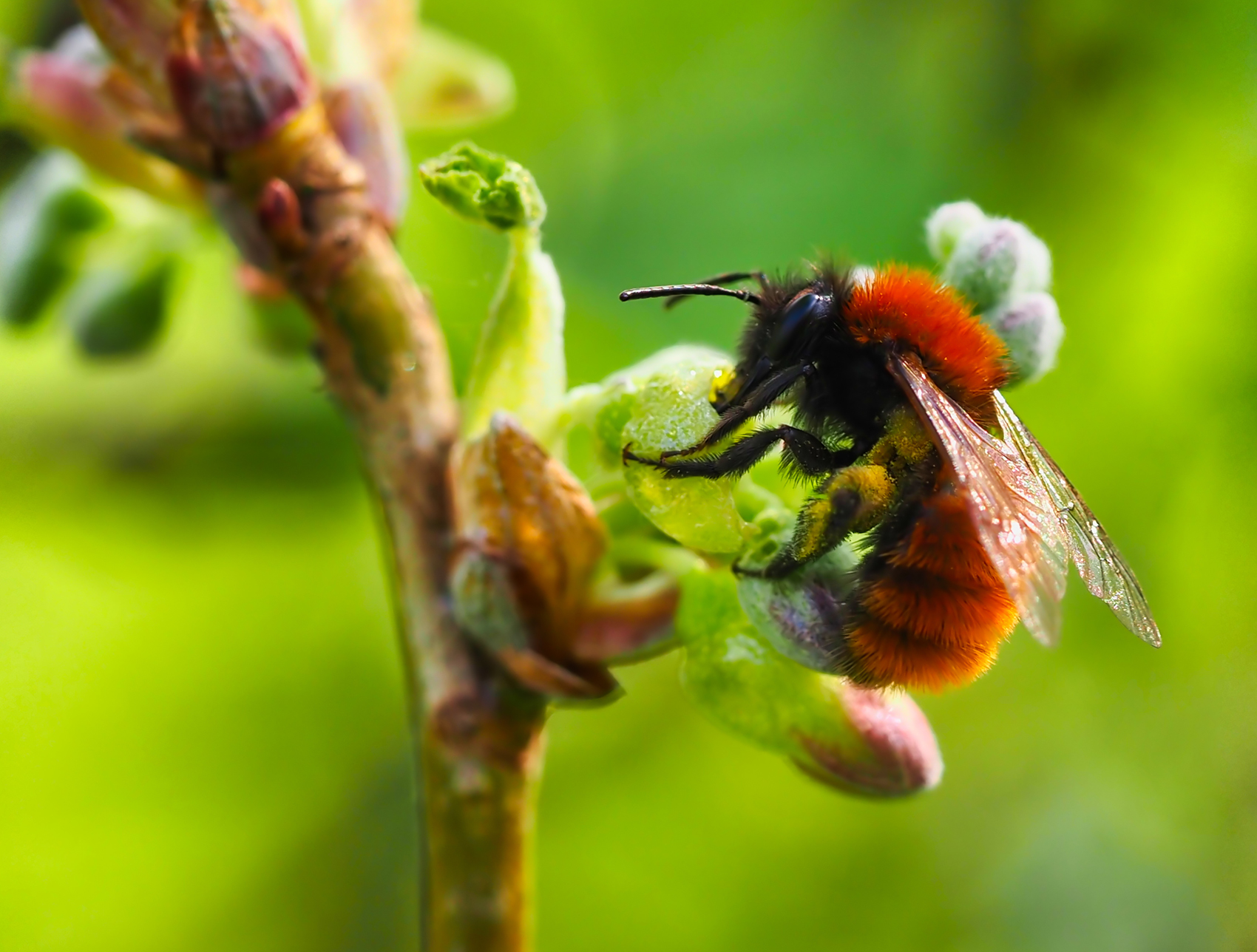 Fuchsrote Lockensandbiene (Andrena fulva)