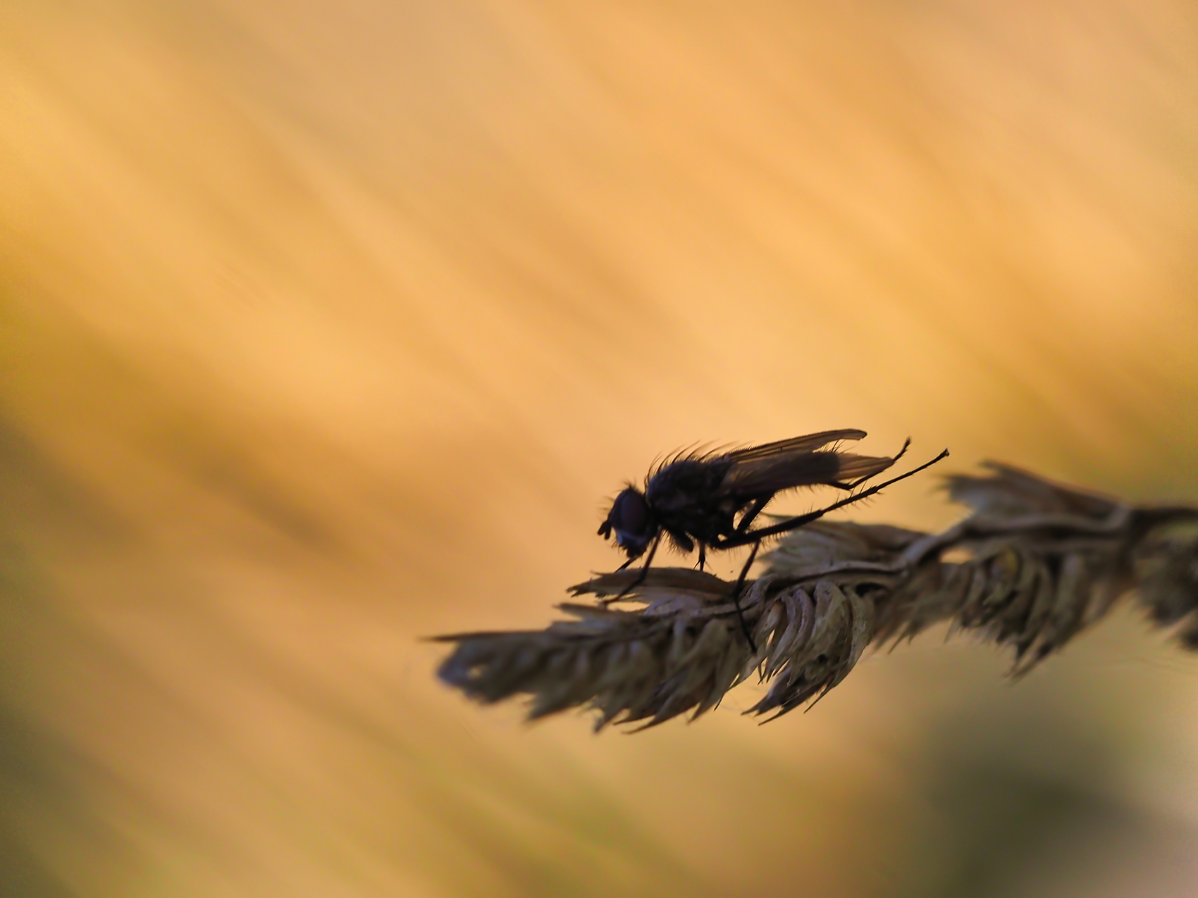 Kleine Kohlfliege02 (Delia radicum)