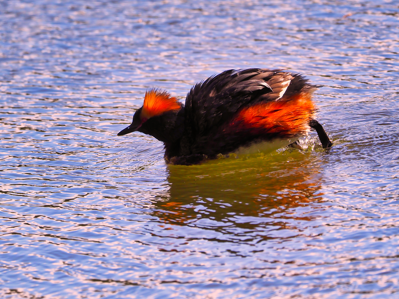 Ohrentaucher01 (Podiceps auritus)