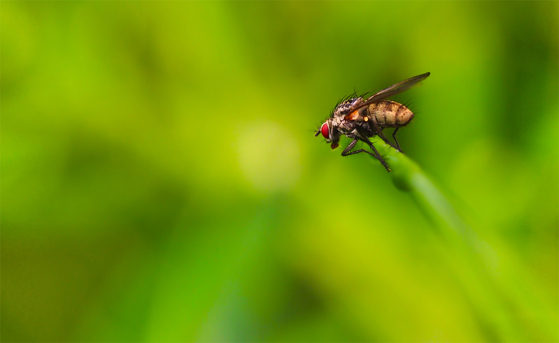 Raupenfliege (Solieria pacifica)