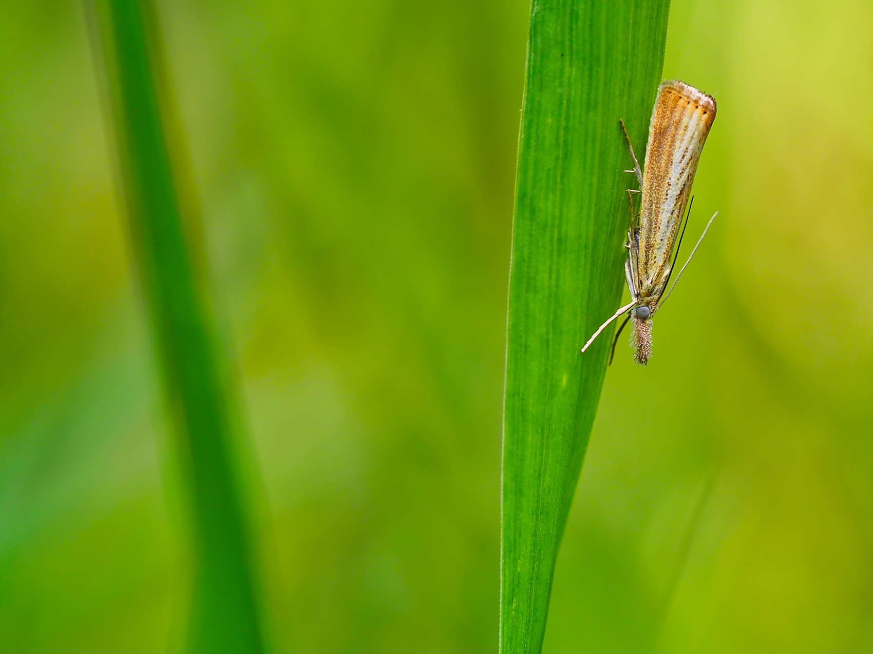 Unscheinbarer Graszünsler (Agriphila straminella)