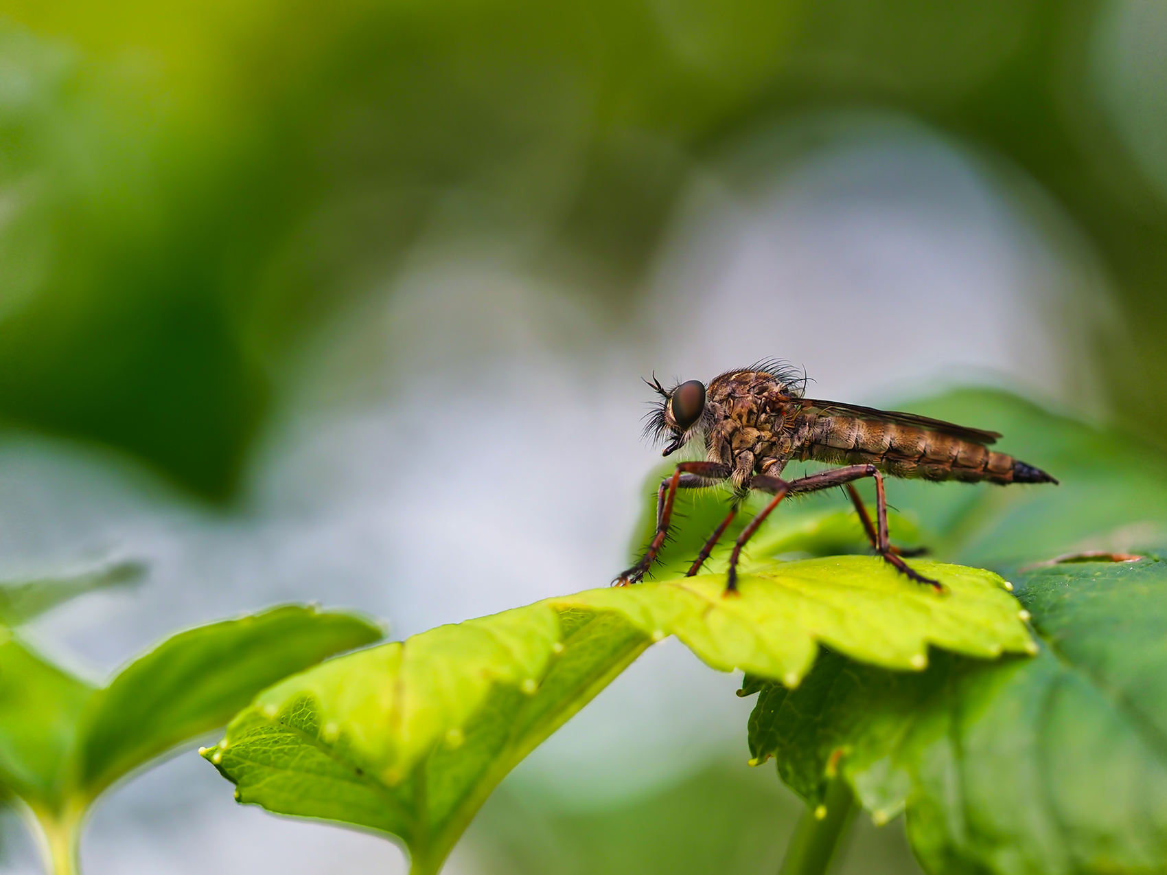 Gemeine Raubfliege (Tolmerus atricapillus)