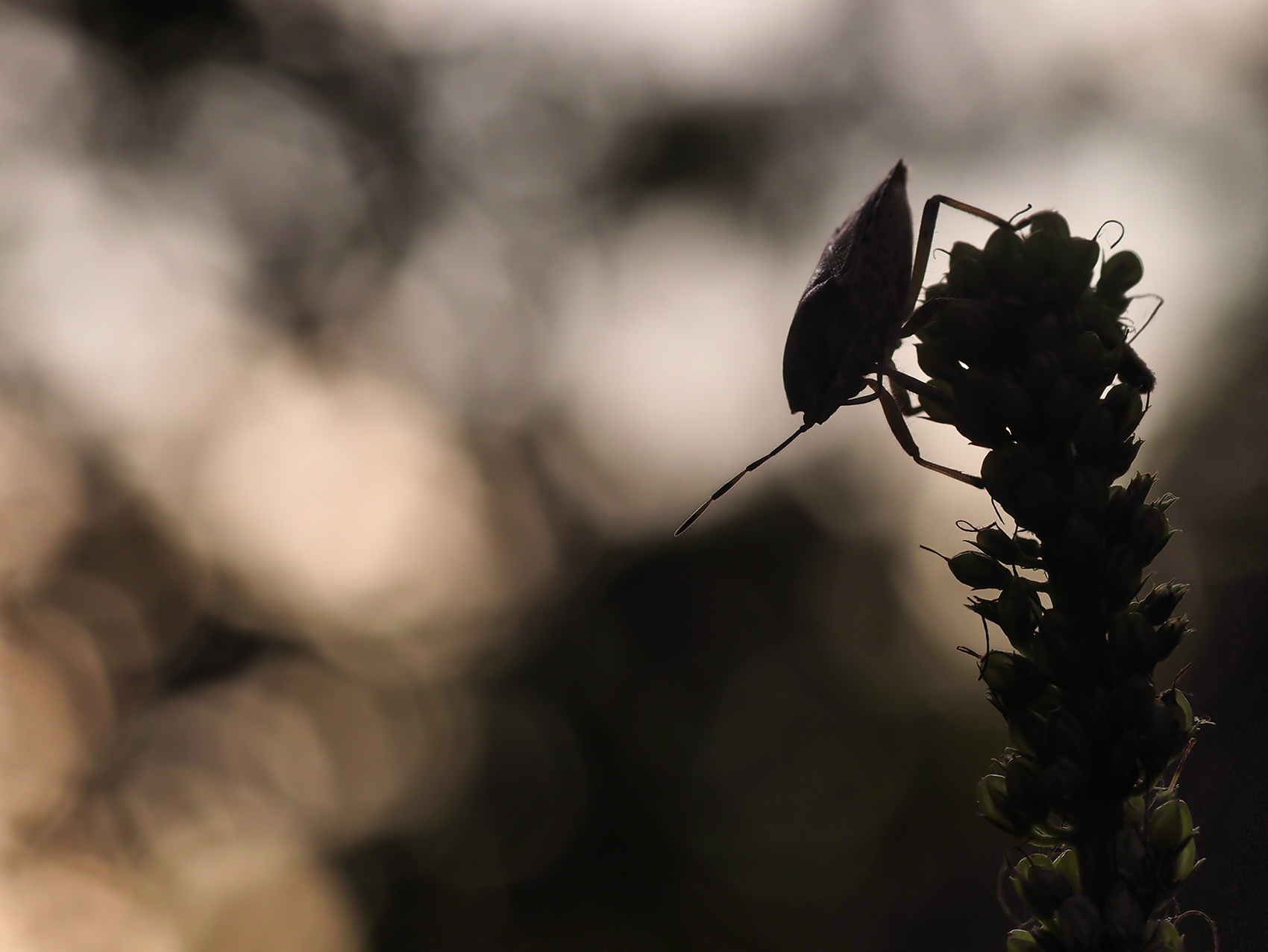 Graue Gartenwanze (Rhaphigaster nebulosa)