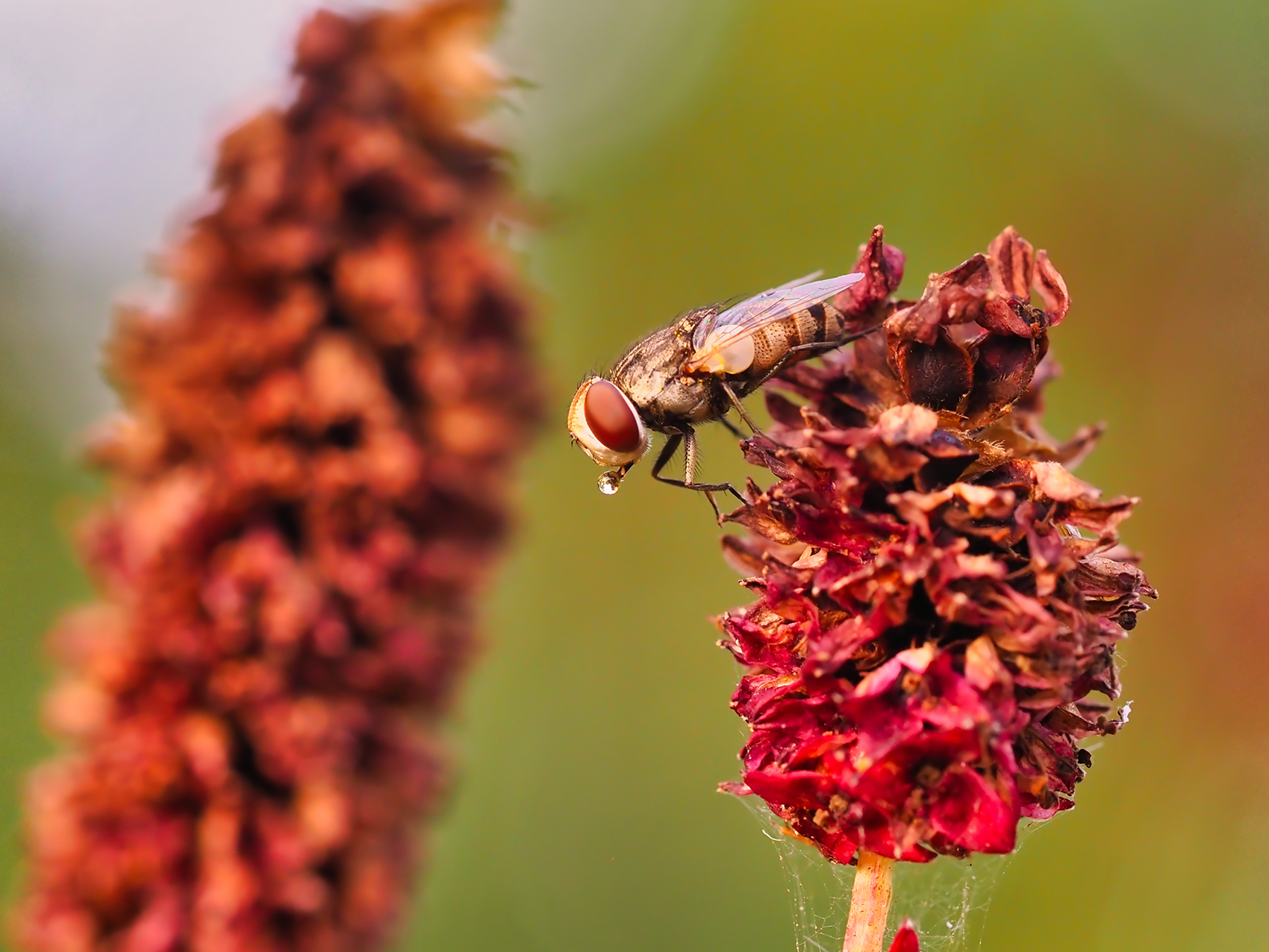 Fleischfliege (Miltogramma cf. germari) mit Verdauungstropfen