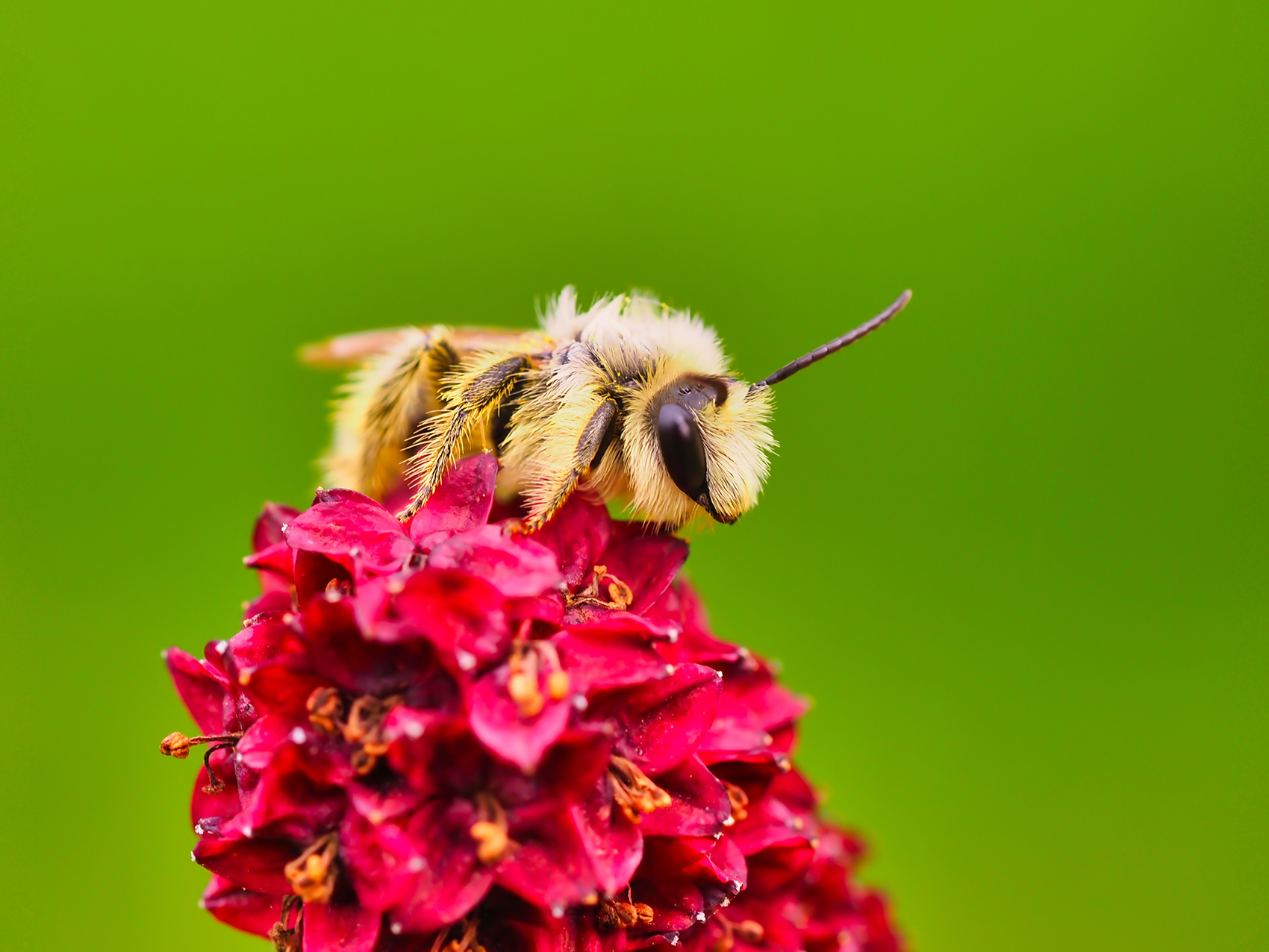 Zaunwicken-Sandbiene02 (Andrena lathyri)