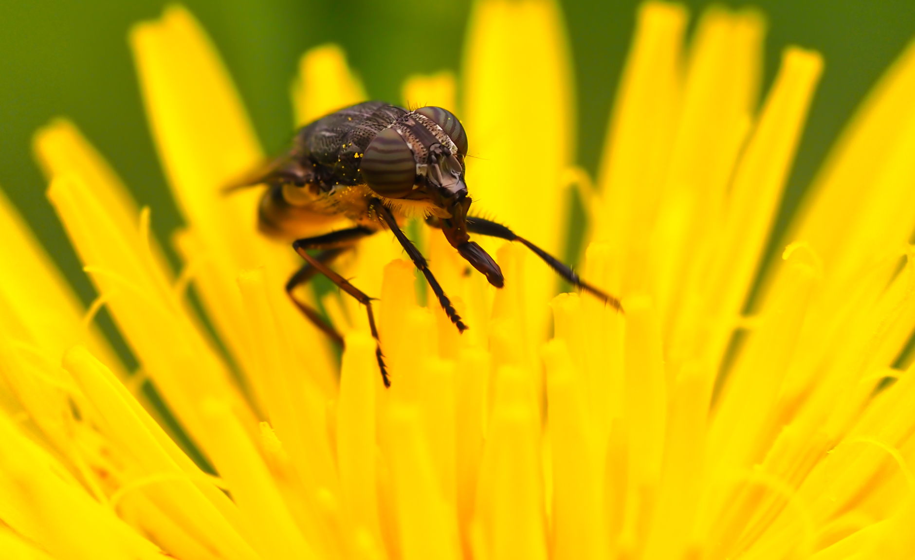 Schmeißfliege (Stomorhina lunata)