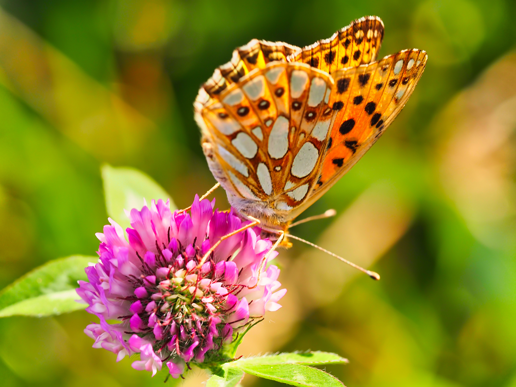 Kleiner Perlmutterfalter03 (Issoria lathonia)