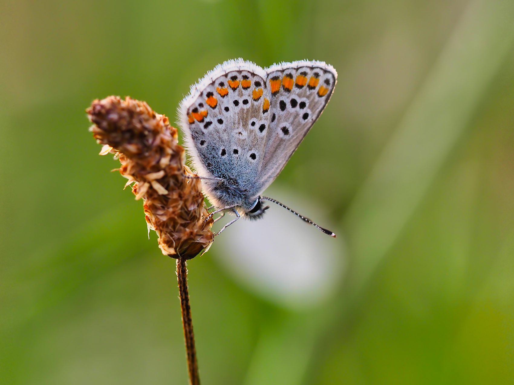 Himmelblauer Bläuling (Lysandra bellargus)