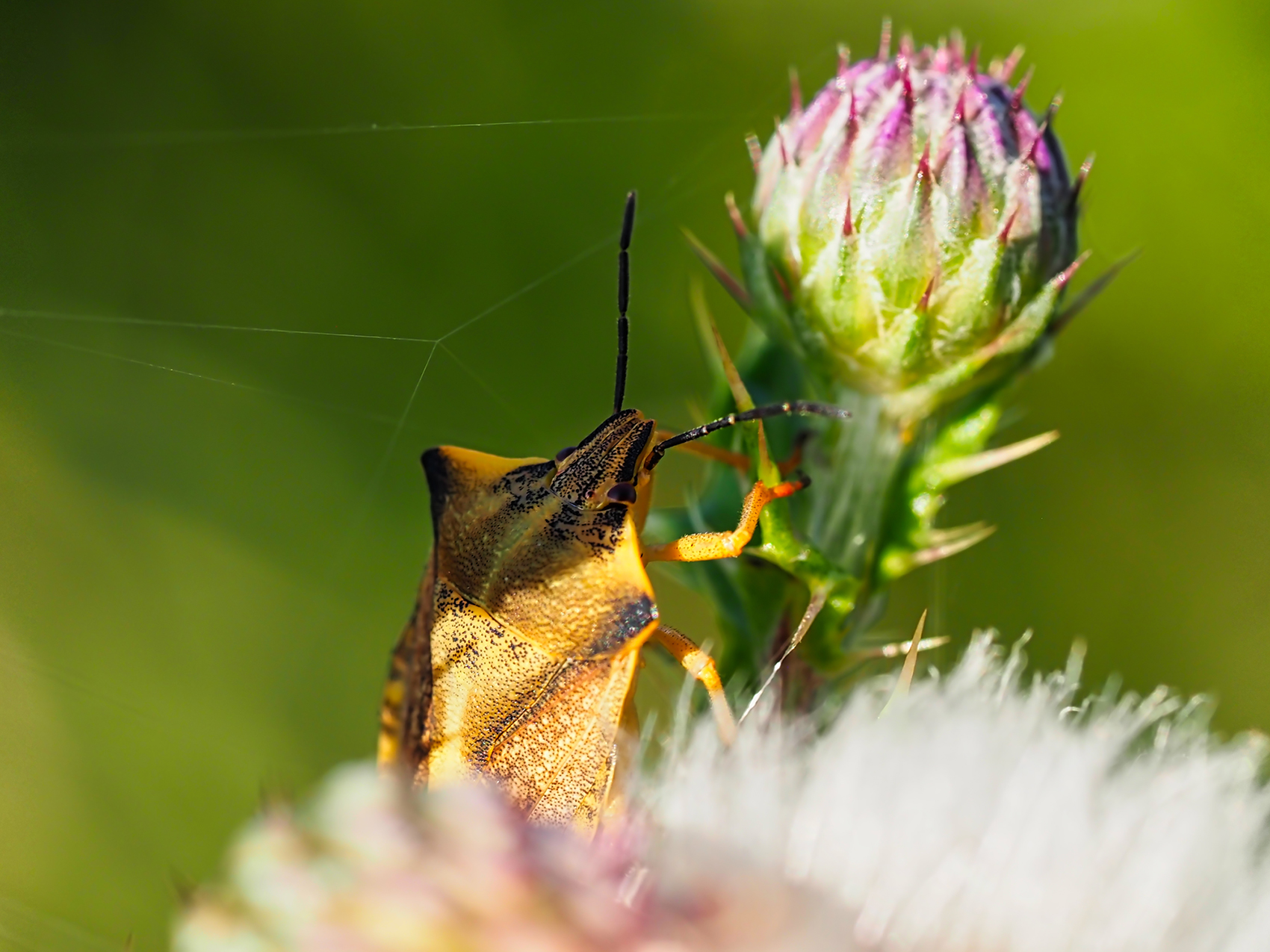 Nördliche Fruchtwanze (Carpocoris fuscispinus)