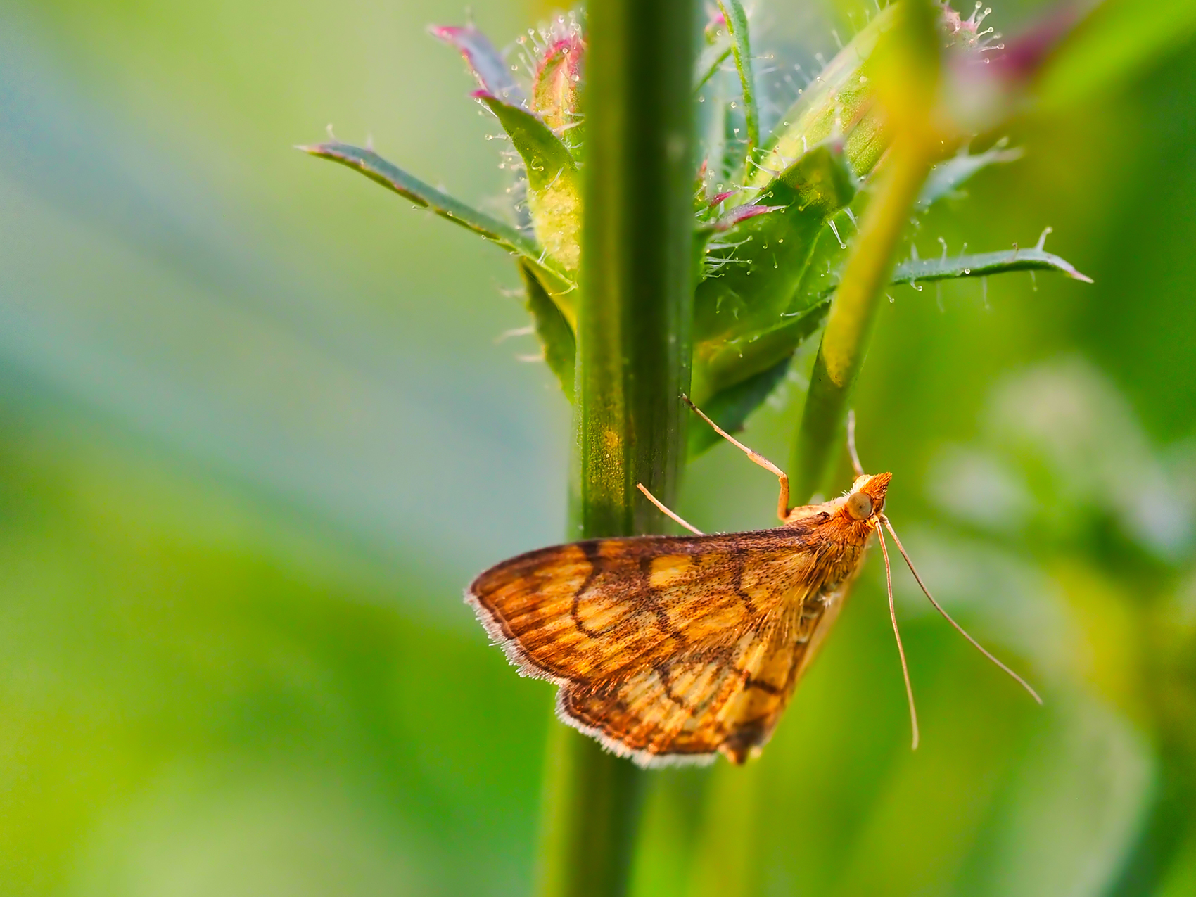 Zünsler (Ecpyrrhorrhoe rubiginalis)