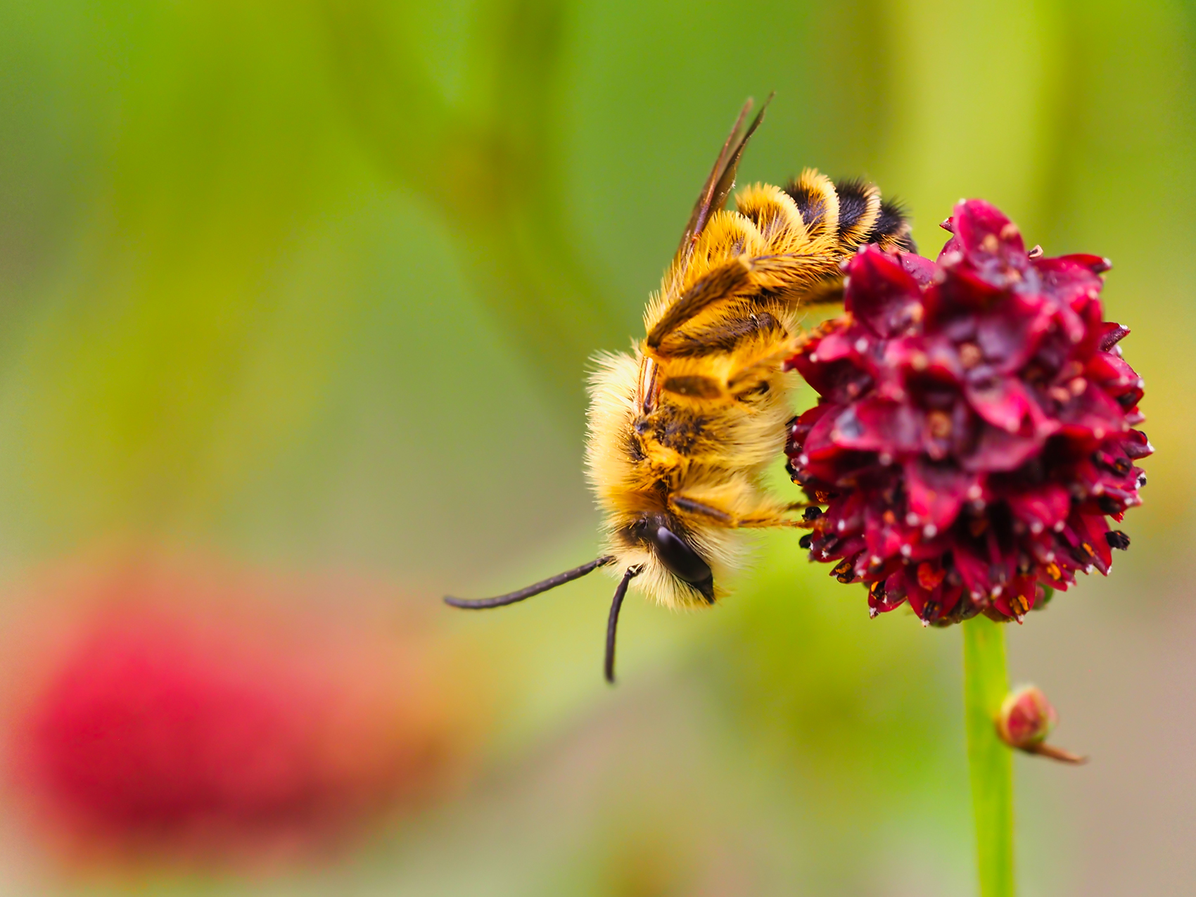 Zaunwicken-Sandbiene (Andrena lathyri)