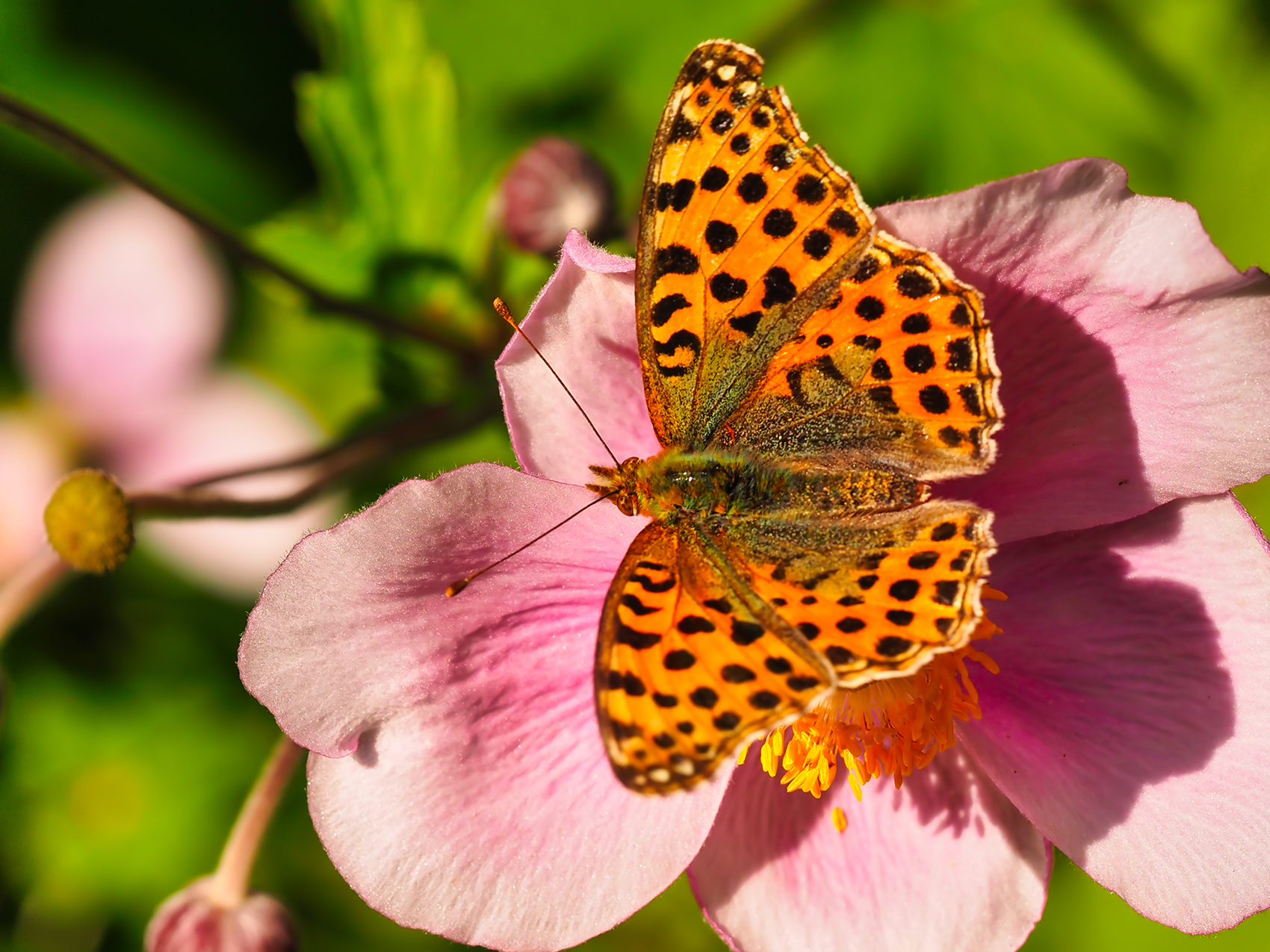 Kleiner Perlmutterfalter02 (Issoria lathonia)