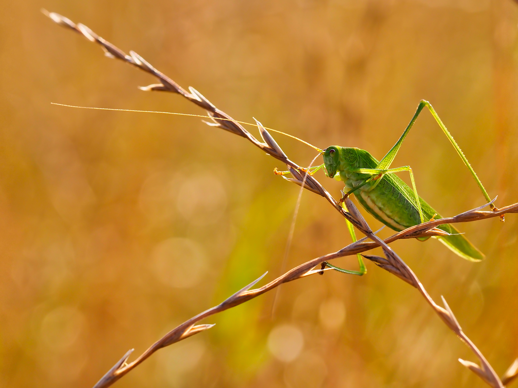 Grünes Heupferd (Tettigonia viridissima)