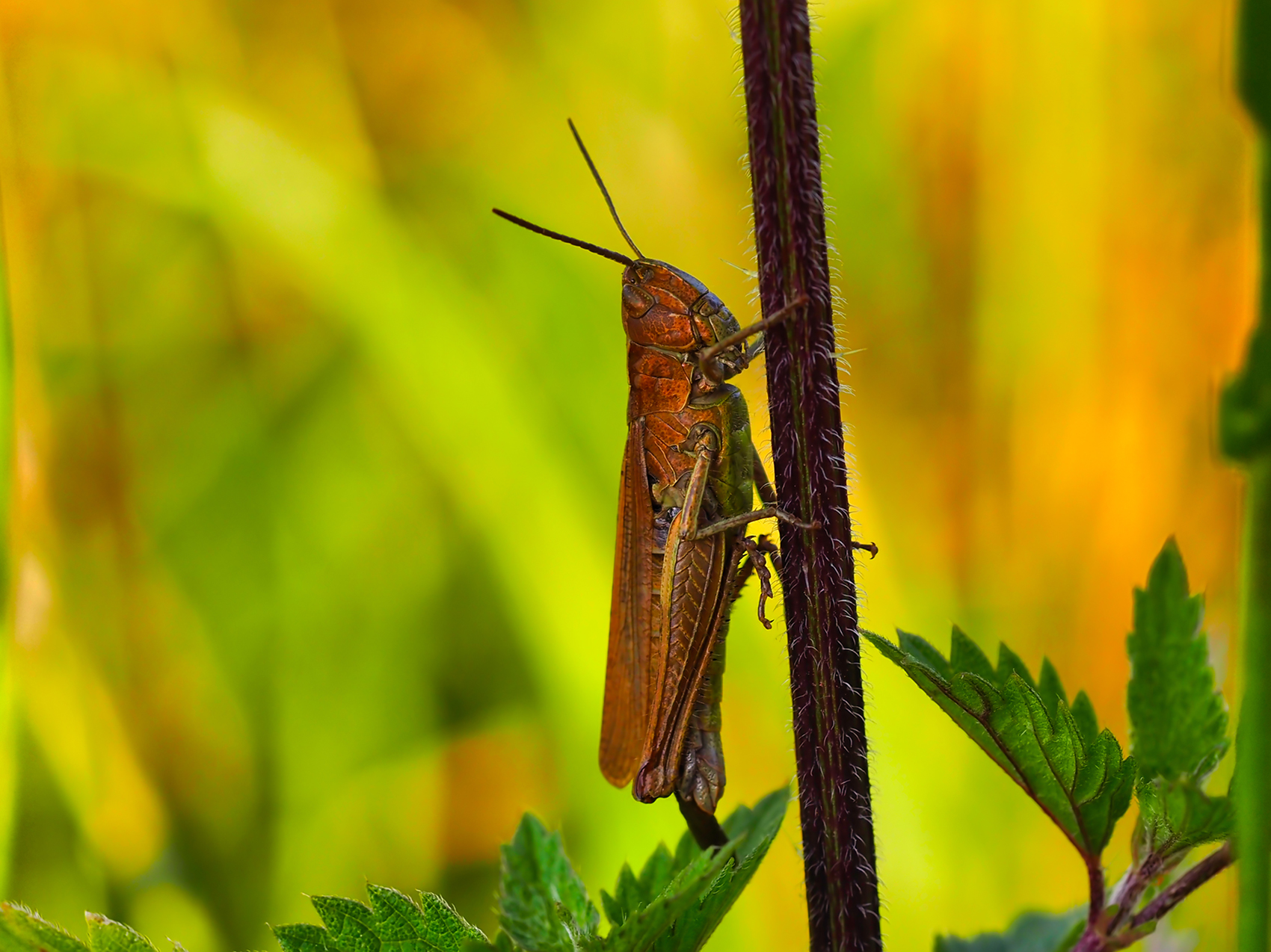 Weißrandige Grashüpfer02 (Chorthippus albomarginatus)