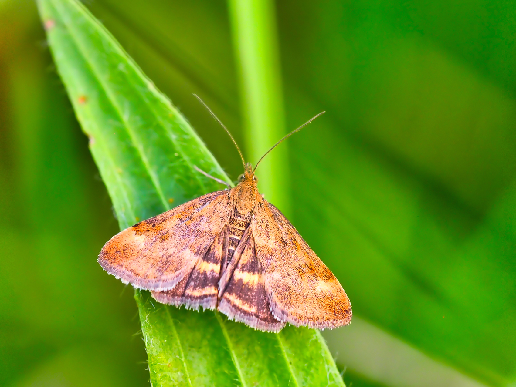 Olivbrauner Zünsler (Pyrausta despicata)