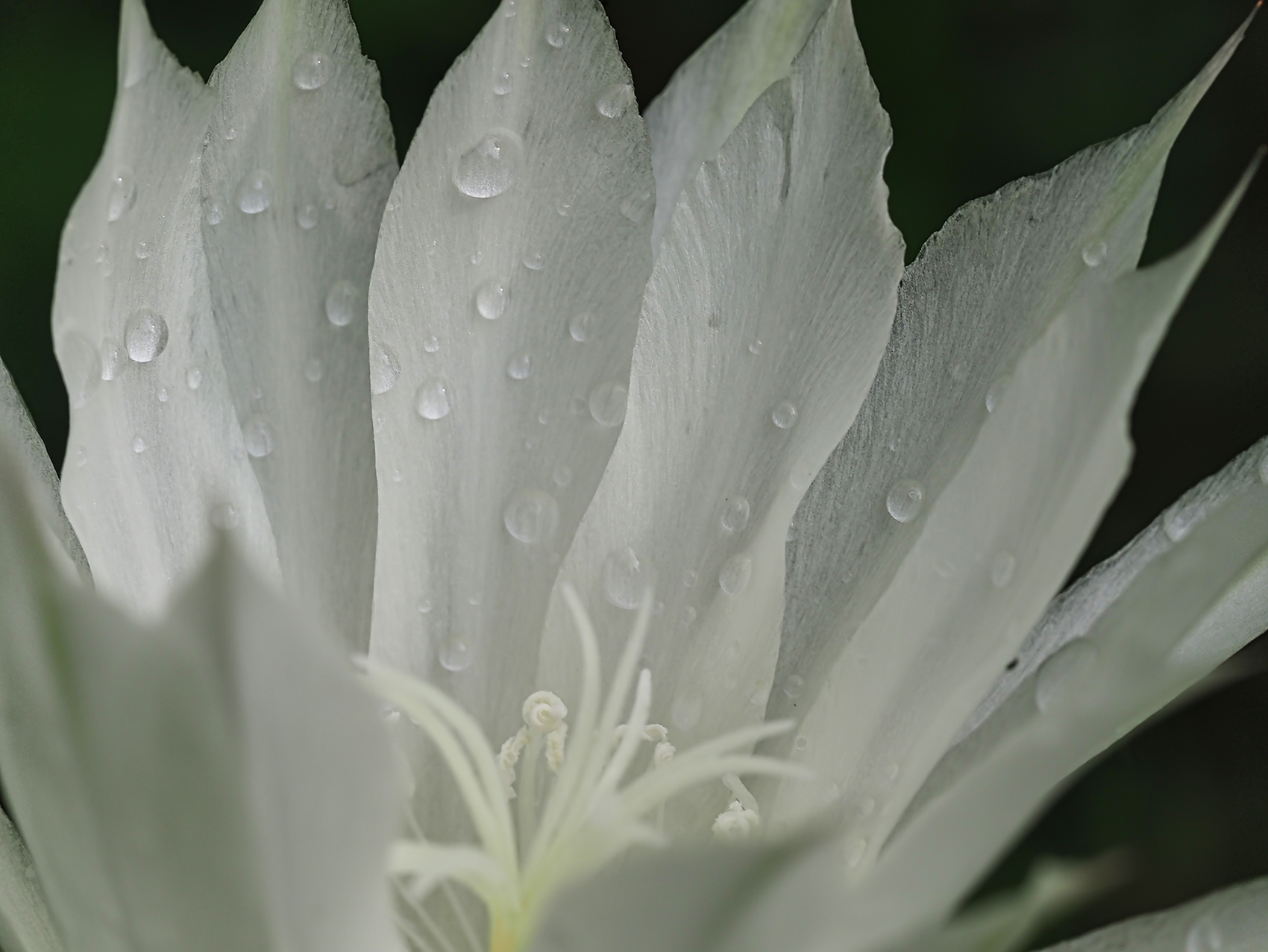 Seeigelkaktus02 (Echinopsis subdenudata)