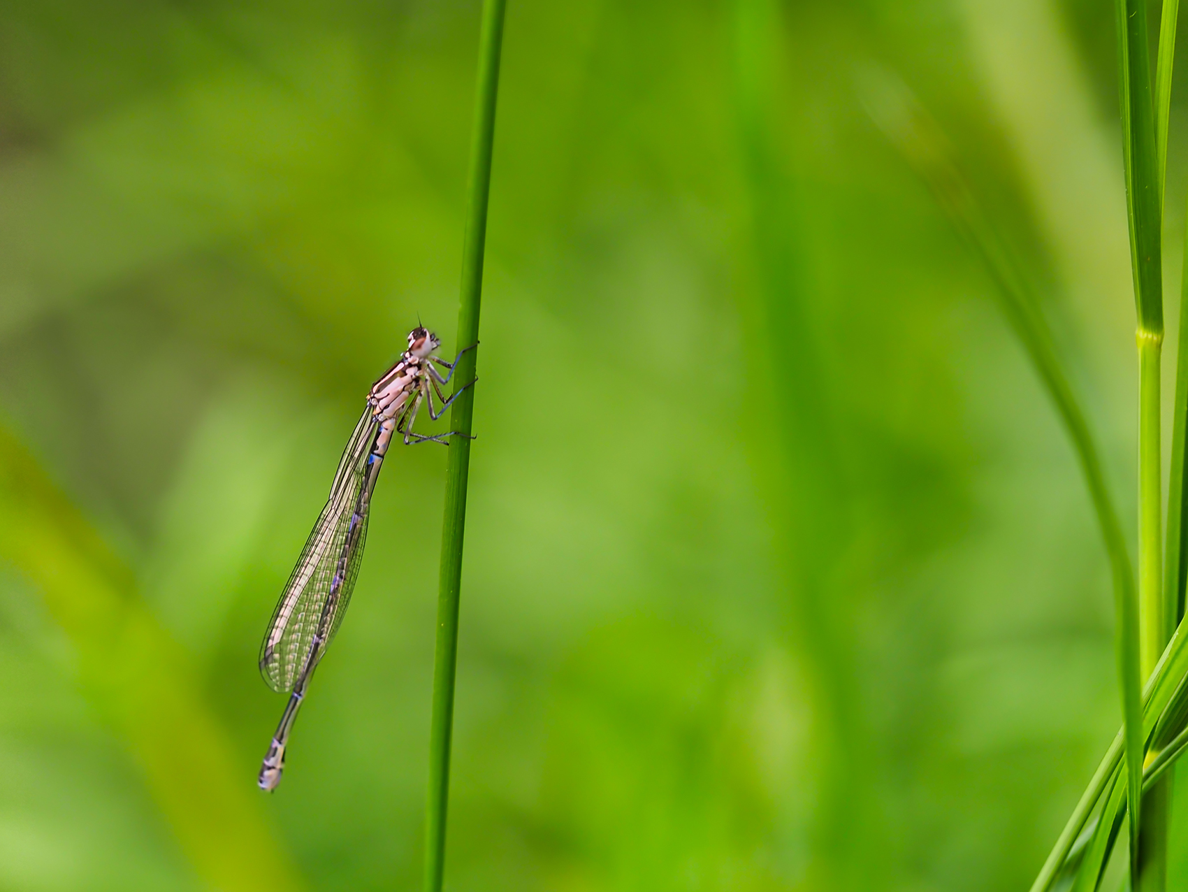 Saphirauge (Erythromma lindenii)