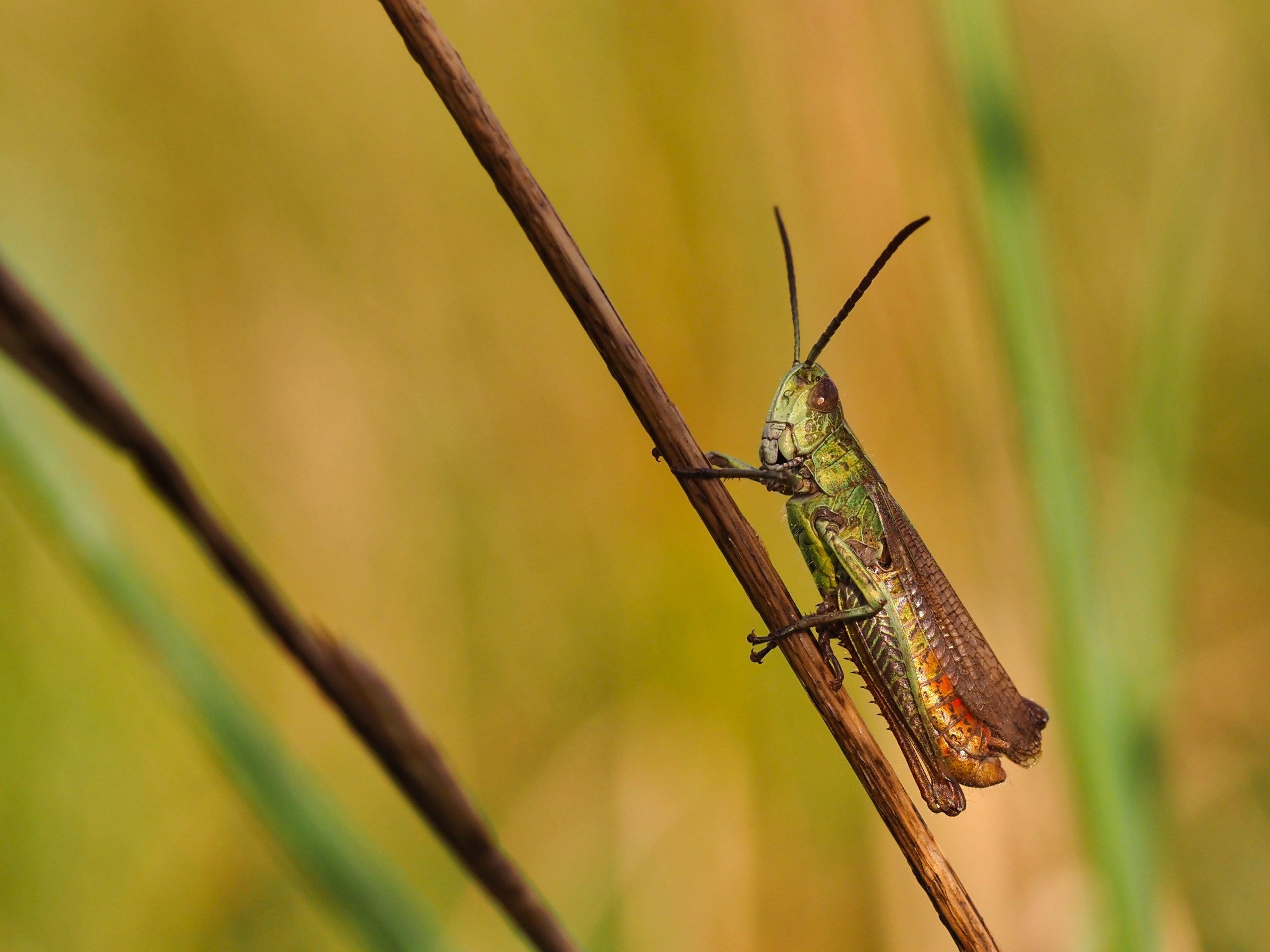 Brauner Grashüpfer02 (Chorthippus brunneus)