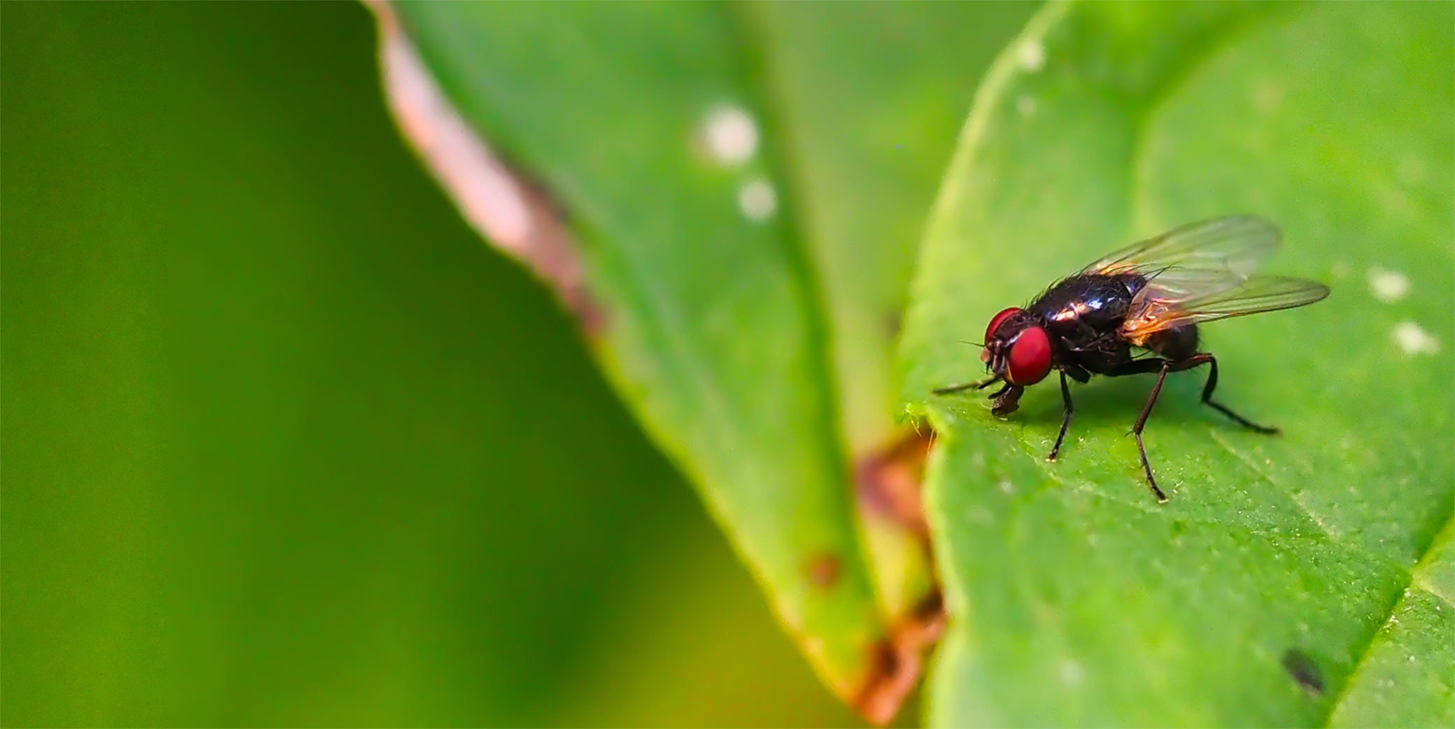 Raupenfliege (Gymnosoma costatum)