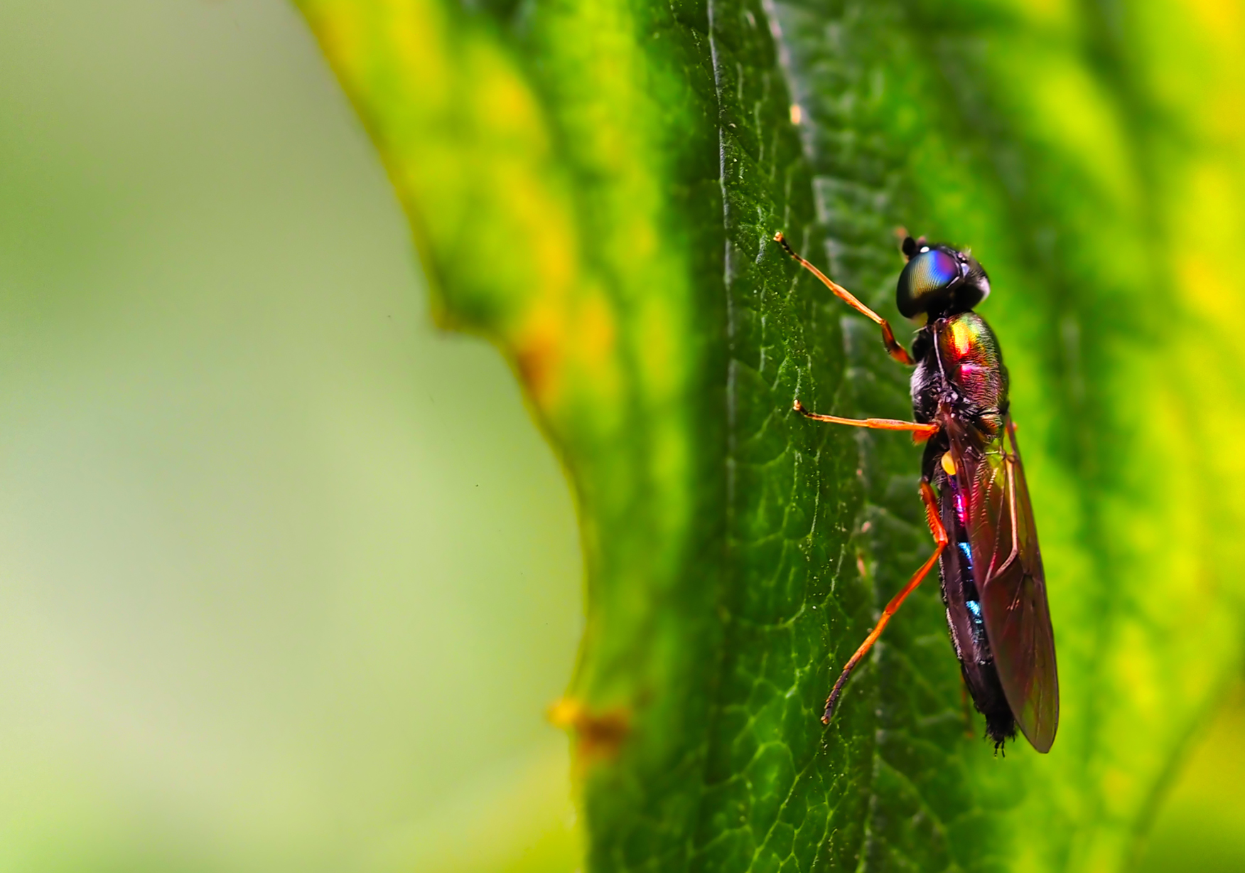 Dungwaffenfliege (Sargus bipunctatus)