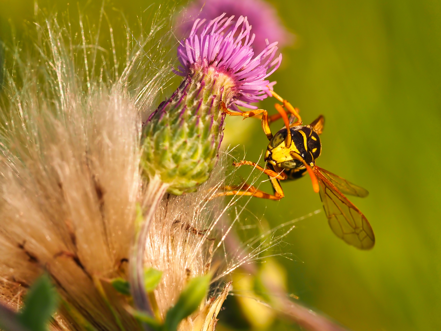 Langkopf-Wespenbiene02 (Nomada sexfasciata)