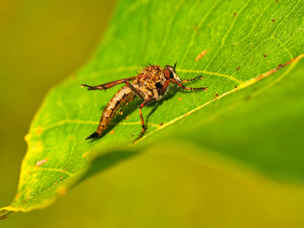Asiloidea (Raubfliegenartige)