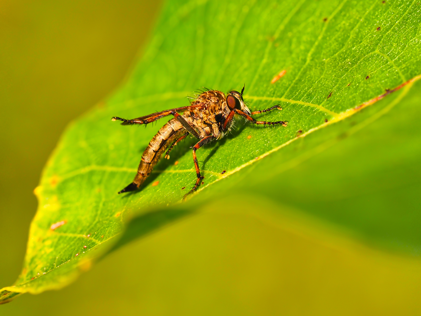 Gemeine Raubfliege02 (Tolmerus atricapillus)