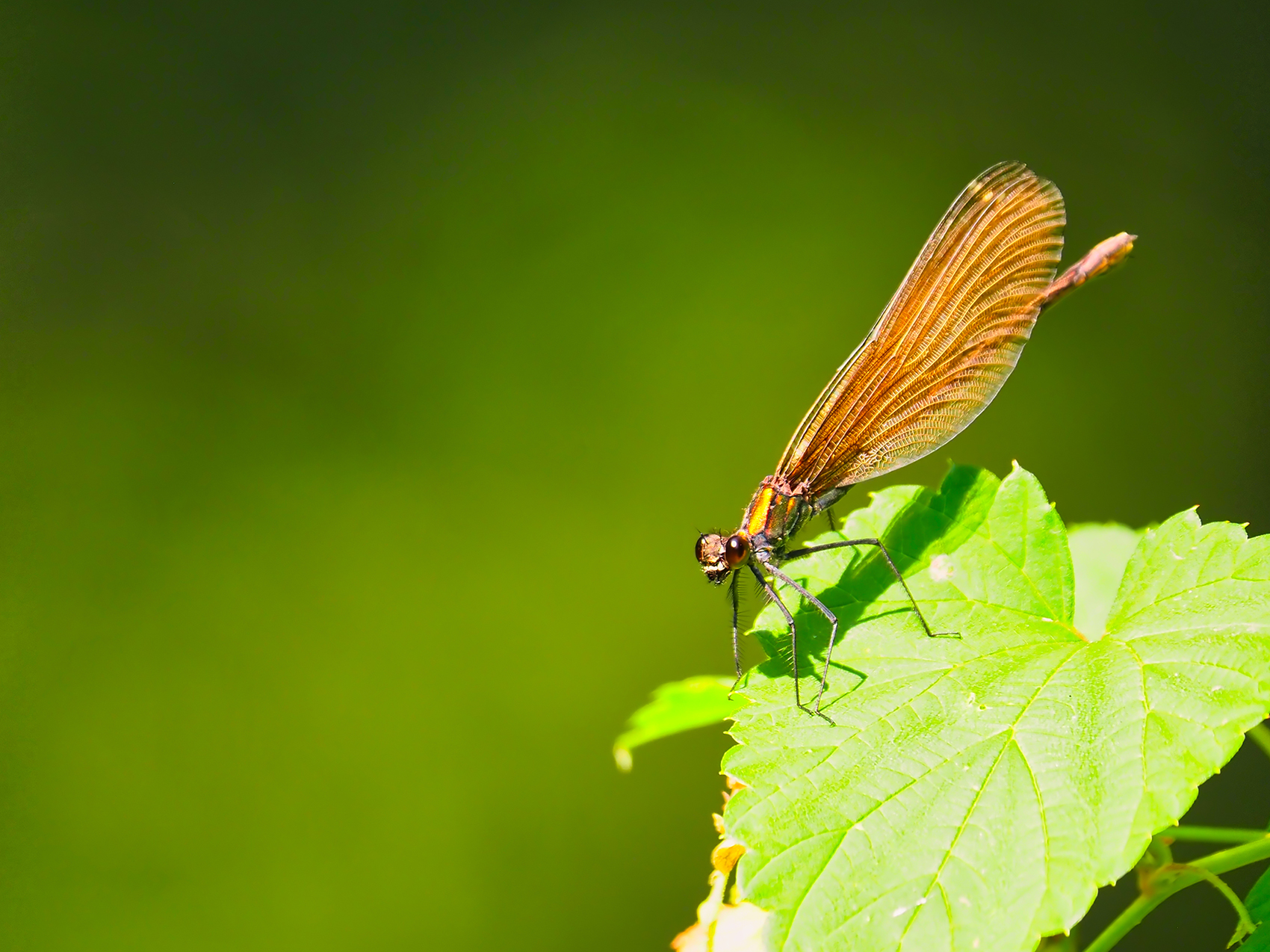 Gebänderte Prachtlibelle f.02 (Calopteryx splendens)