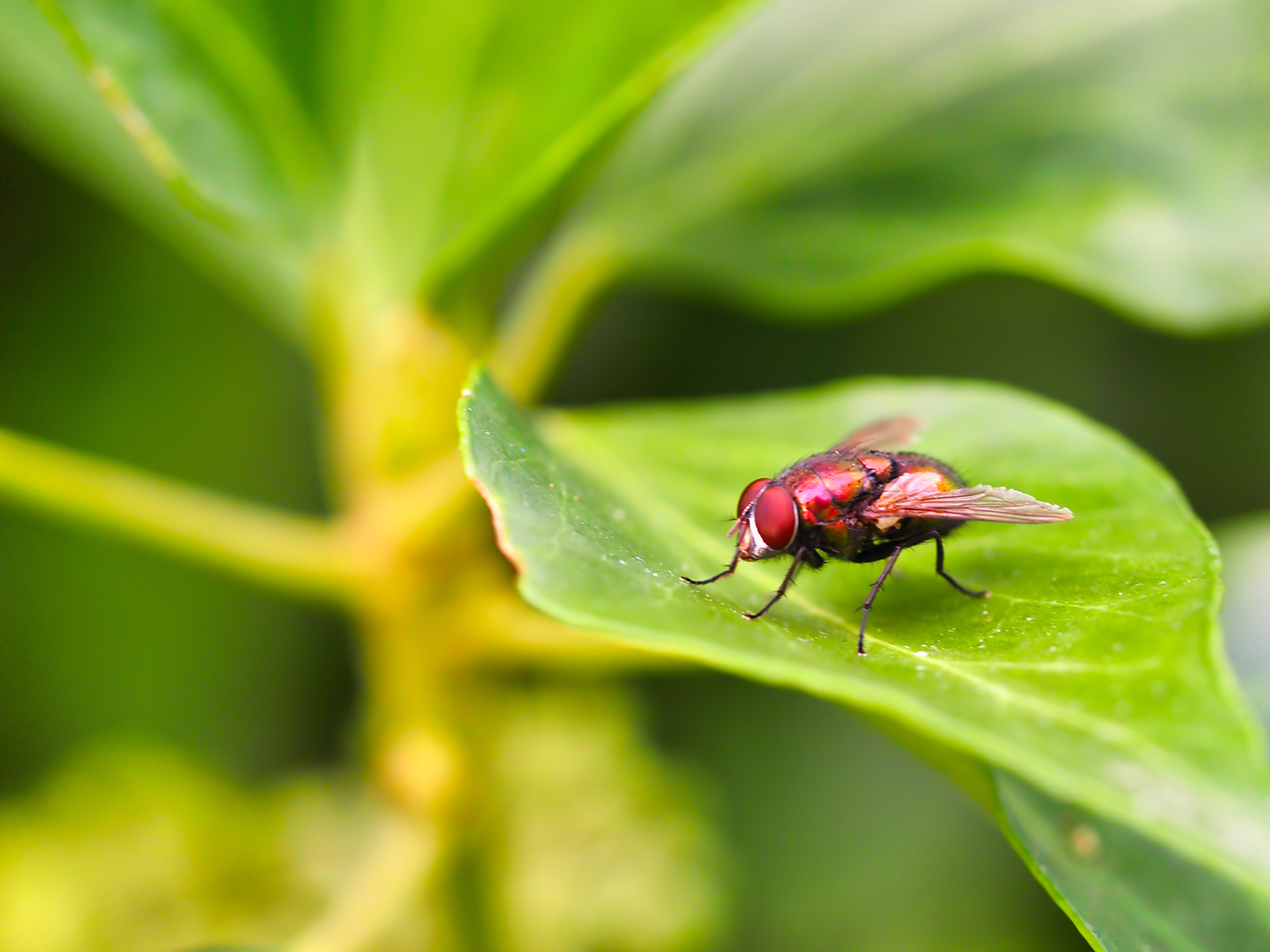 Helle Hausfliege (Phaonia pallida)