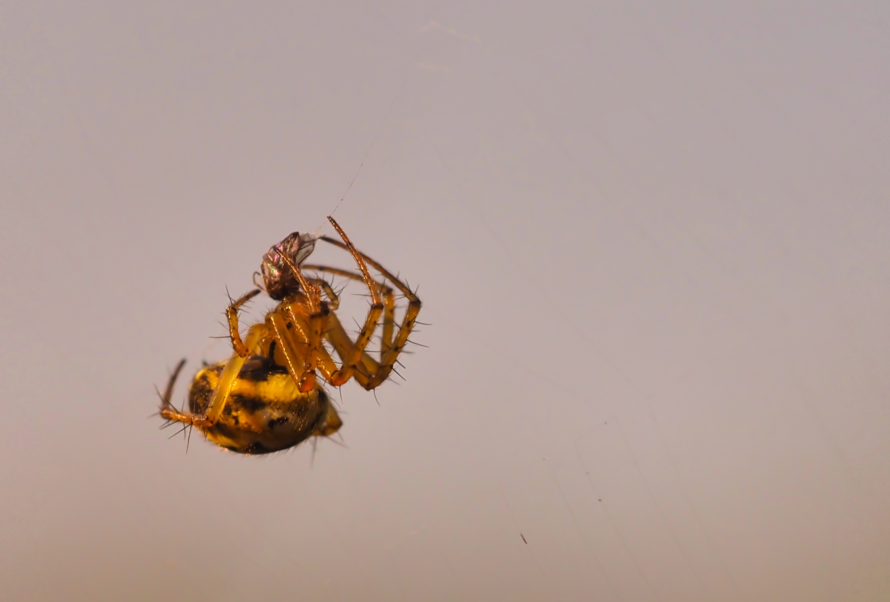 Variable Kugelspinne (Theridion varians)