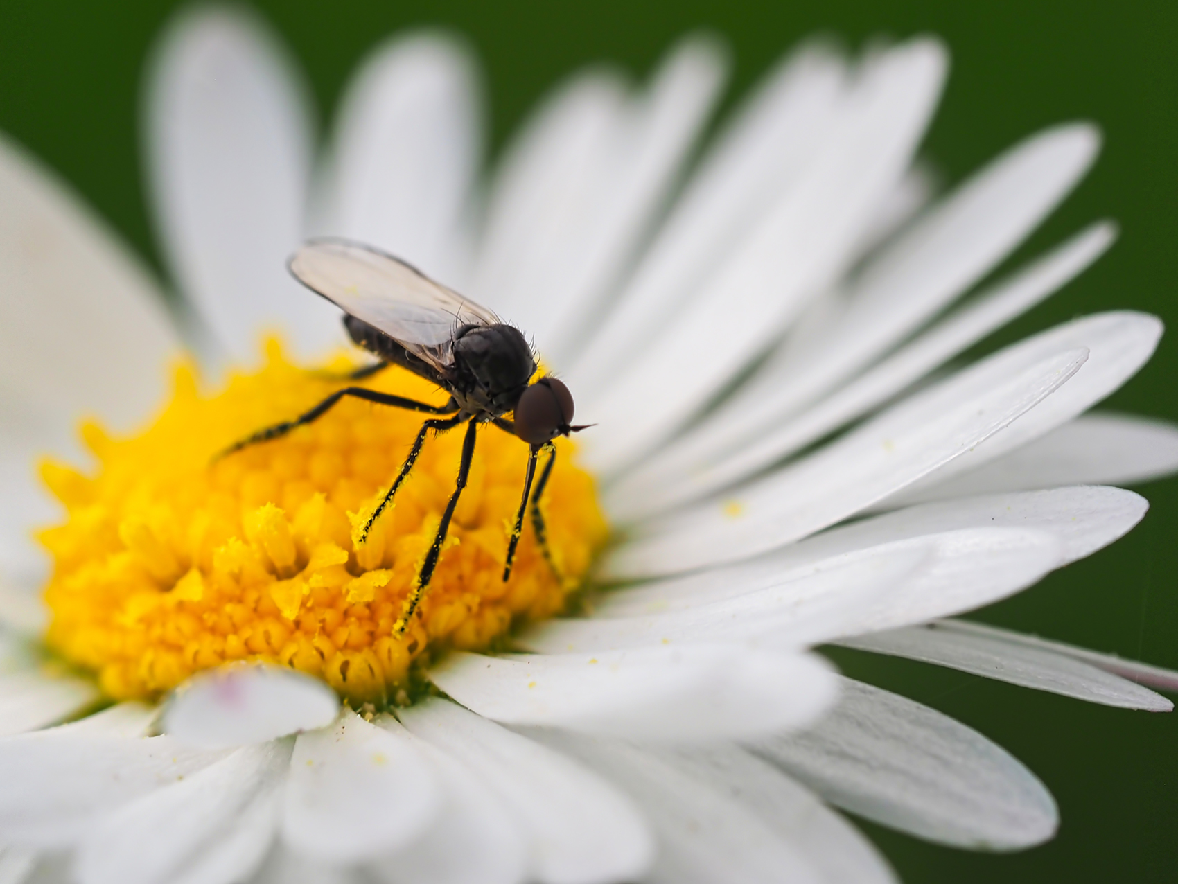 Tanzfliege (Empis chioptera)