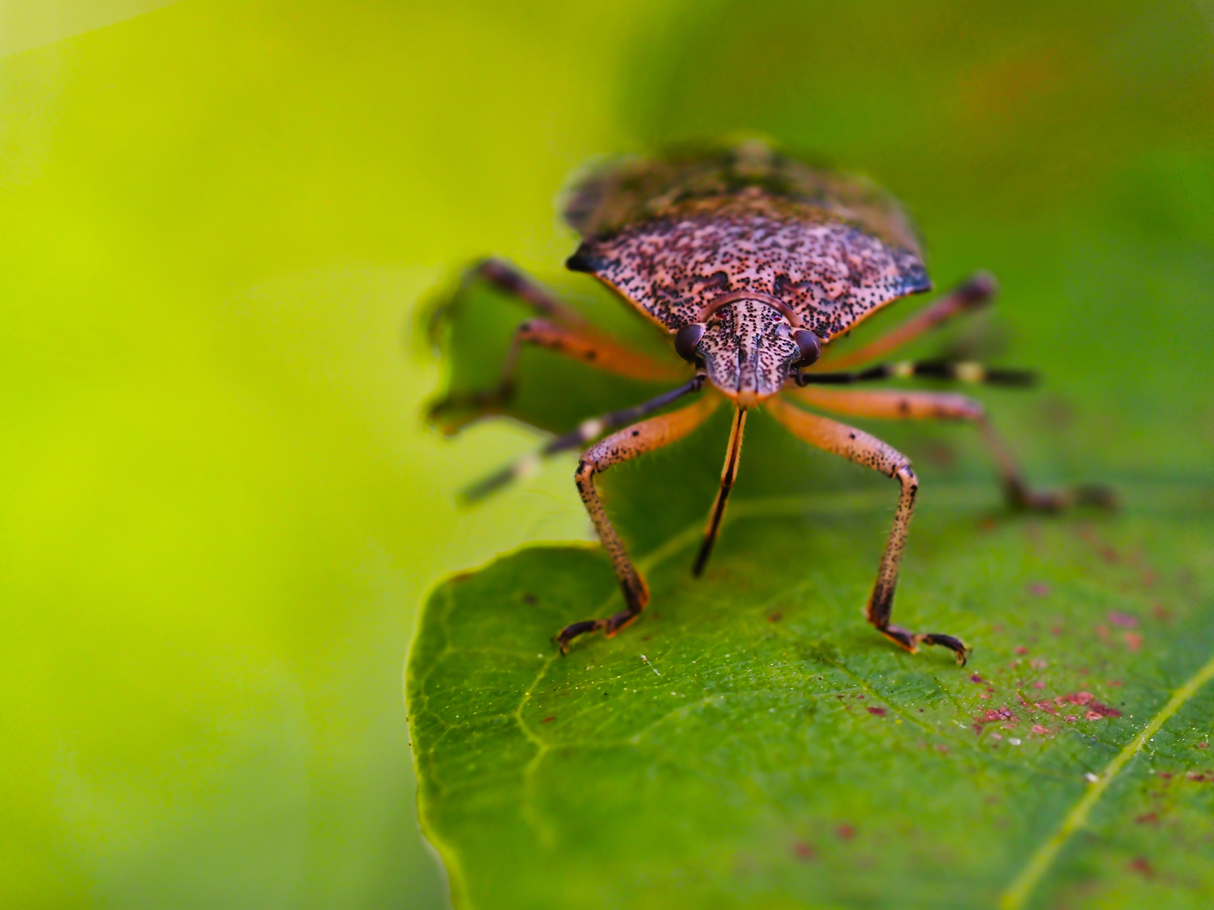 Marmorierte Baumwanze (Halyomorpha halys)