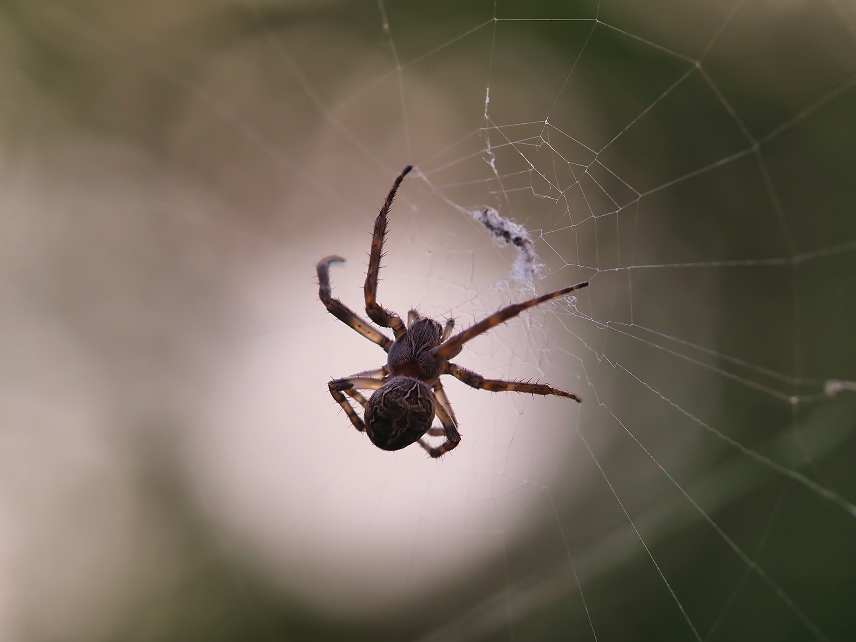 Spaltenkreuzspinne (Nuctenea umbratica)