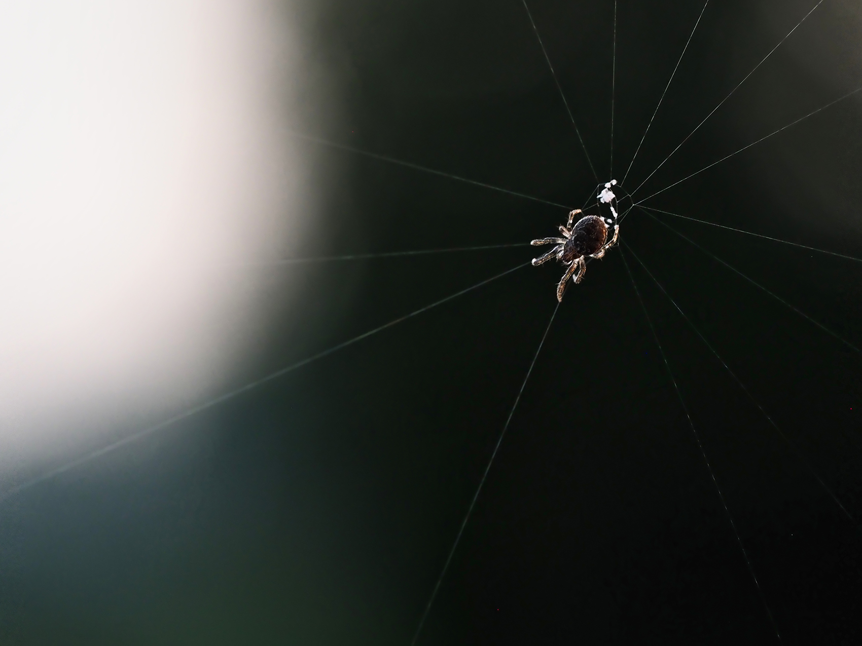 Kreuzspinne (Araneus triguttatus01)